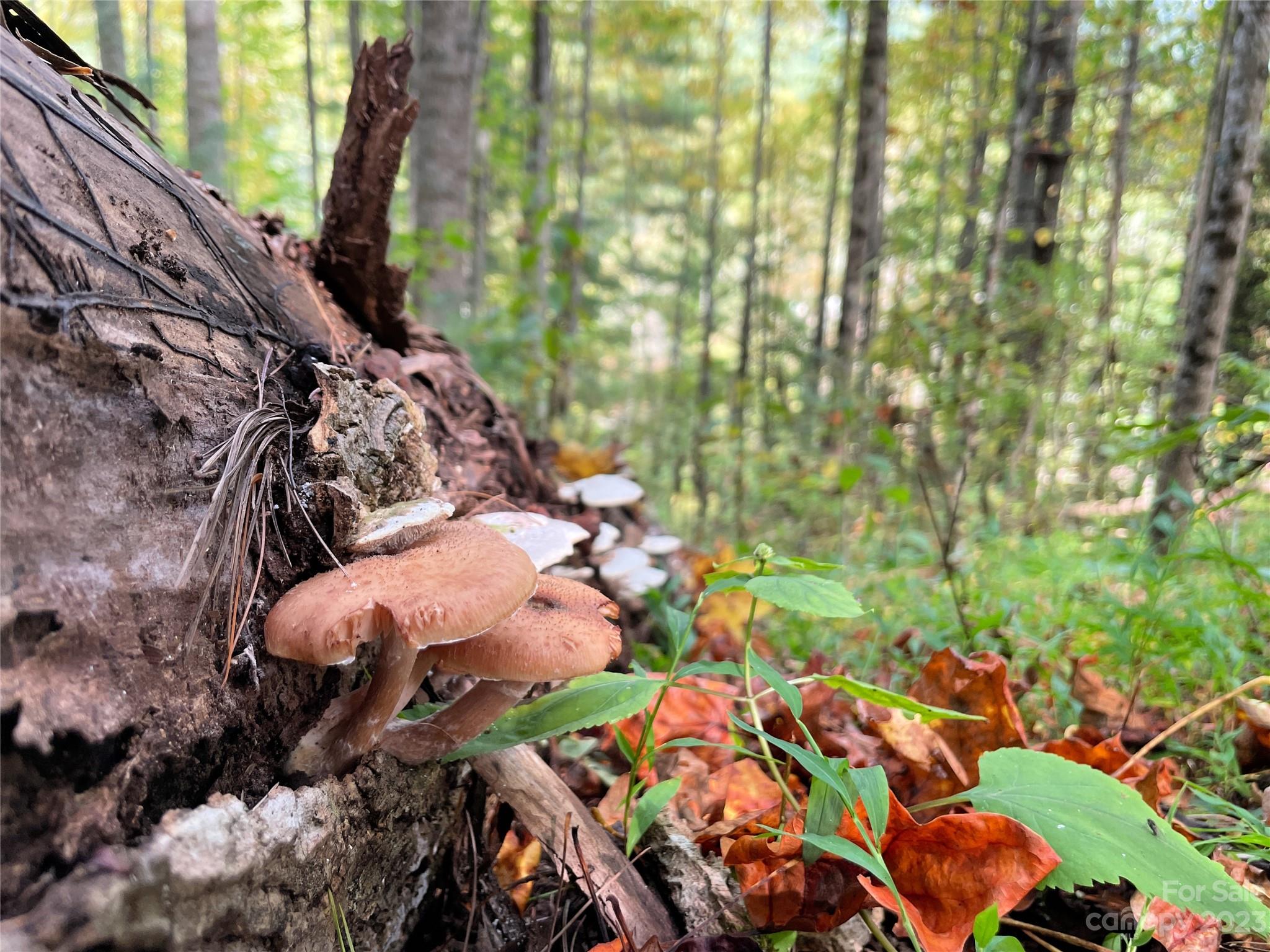 Moonshine Mountain - Land