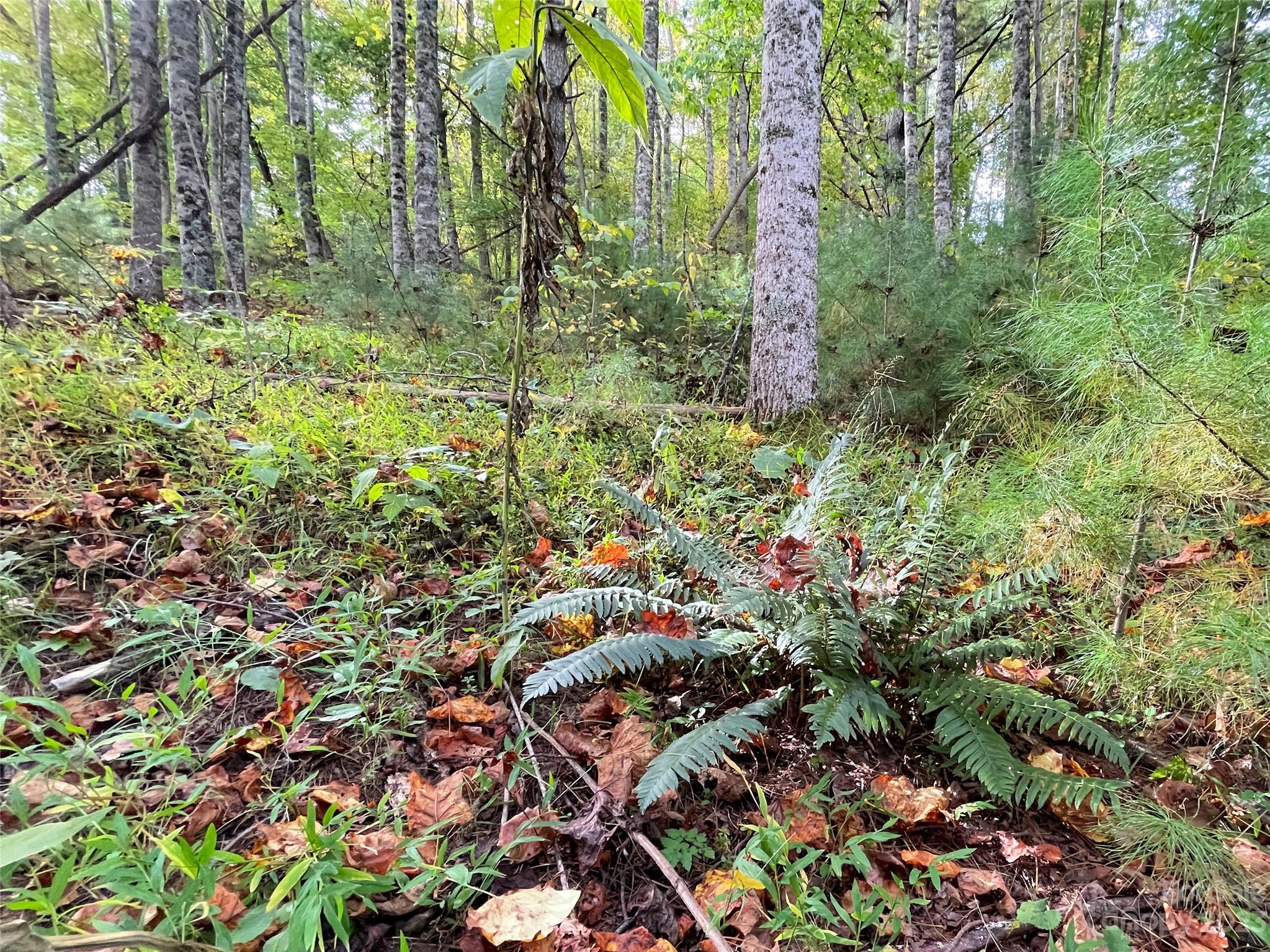 Moonshine Mountain - Land