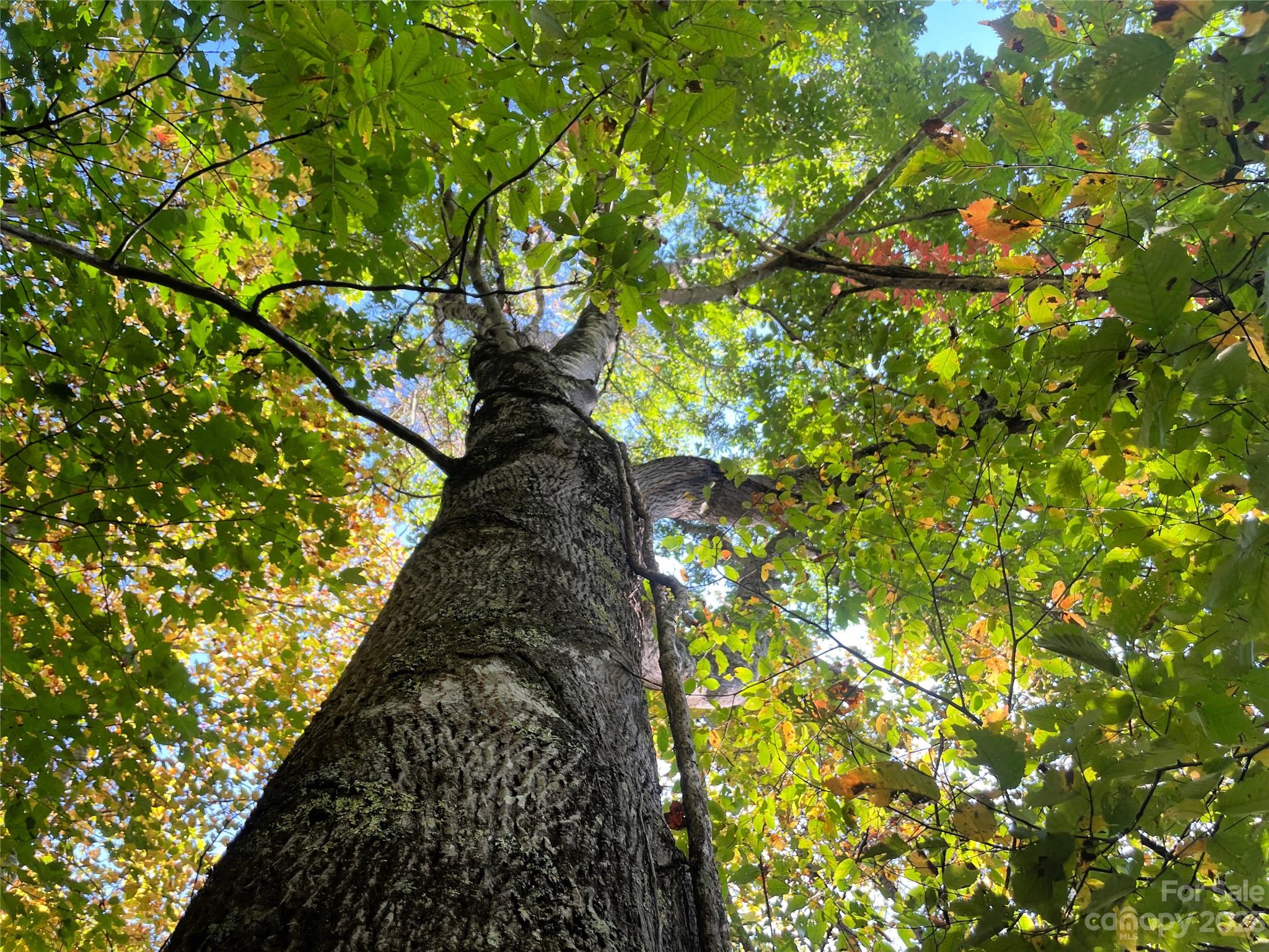 Moonshine Mountain - Land
