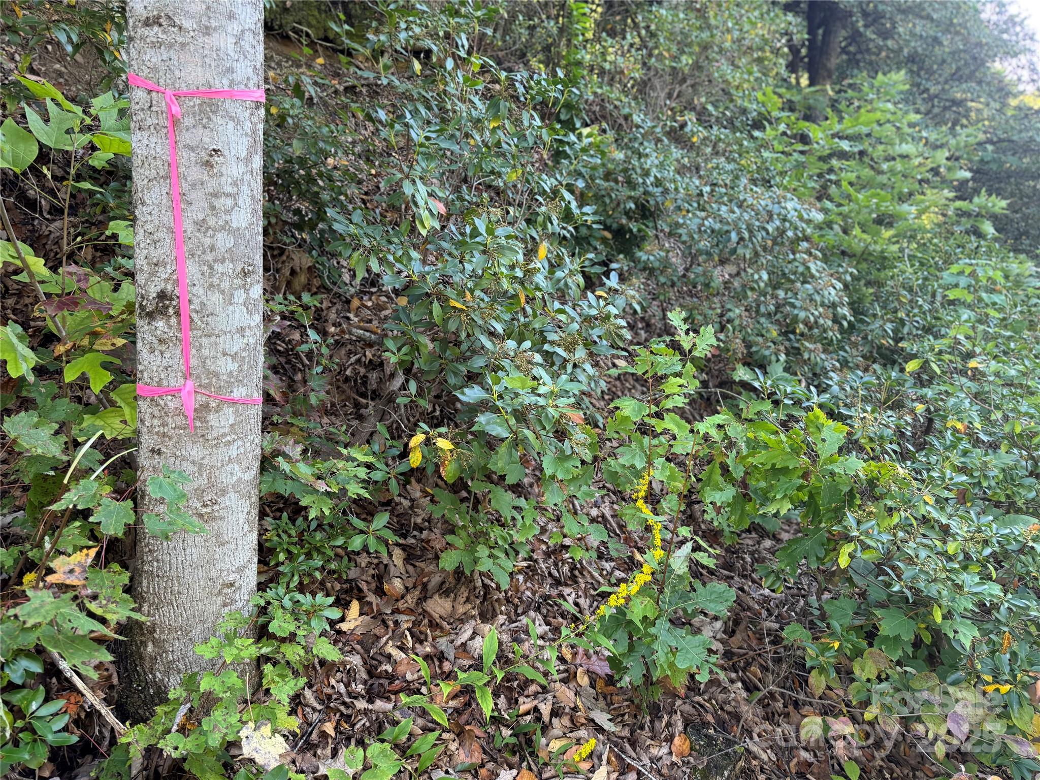 Fairview Forest - Land