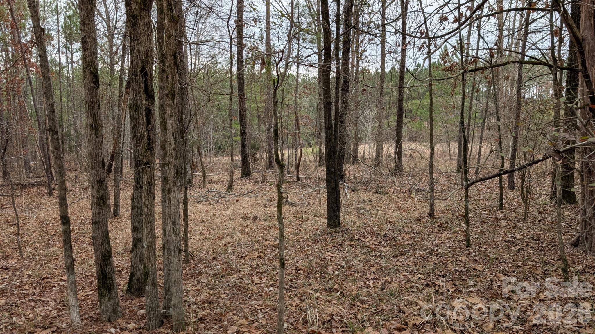 The Woods at Molly Creek - Land