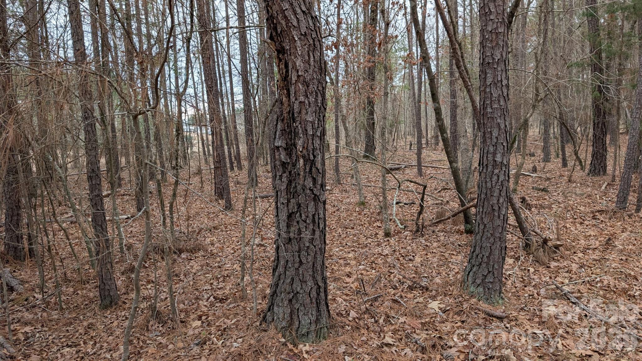 The Woods at Molly Creek - Land