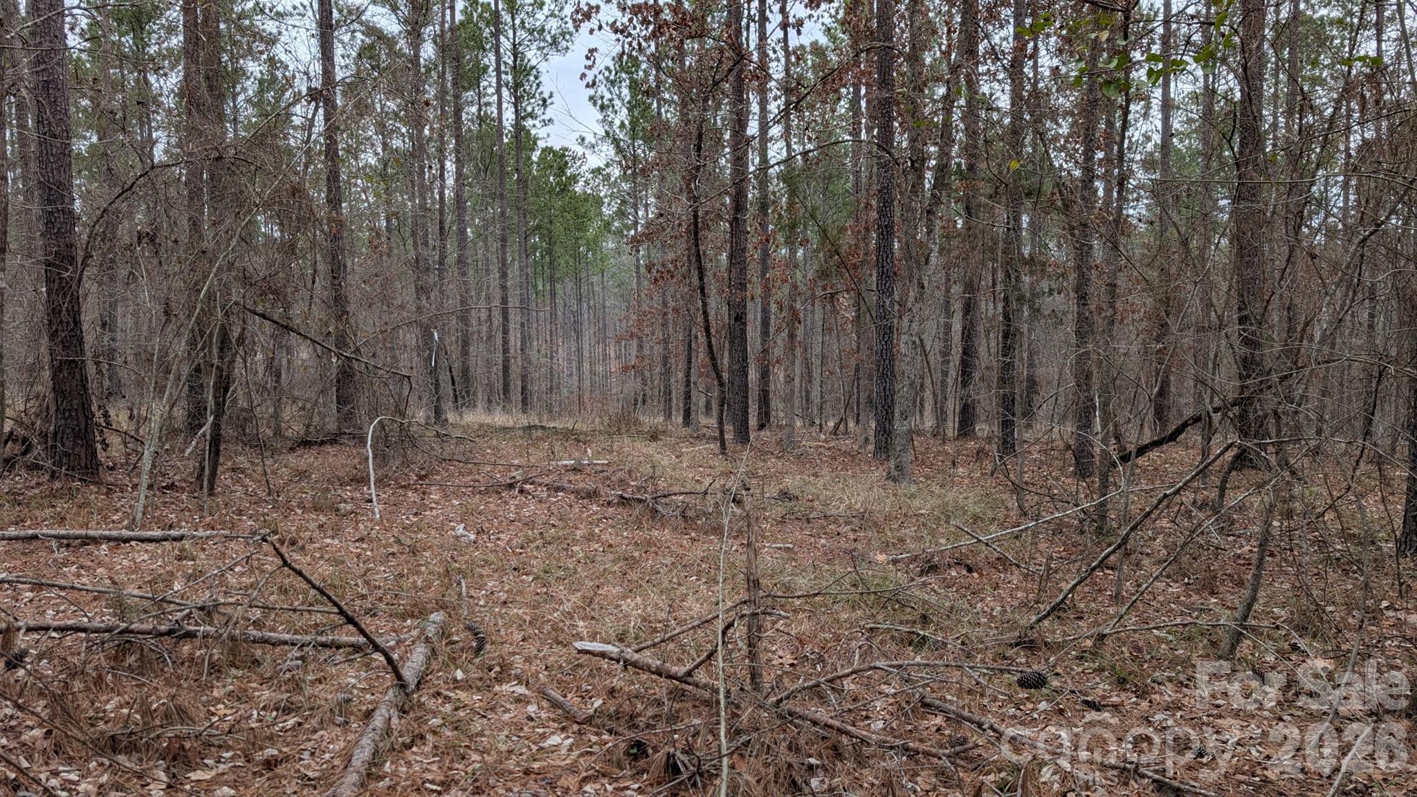 The Woods at Molly Creek - Land