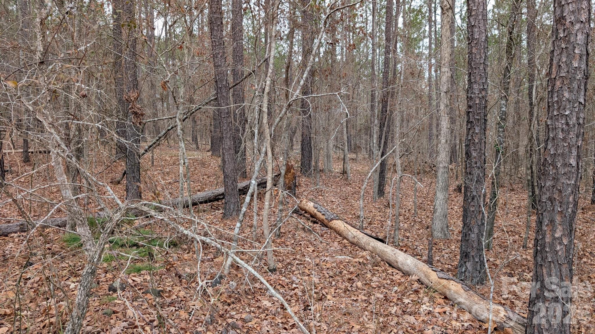 The Woods at Molly Creek - Land
