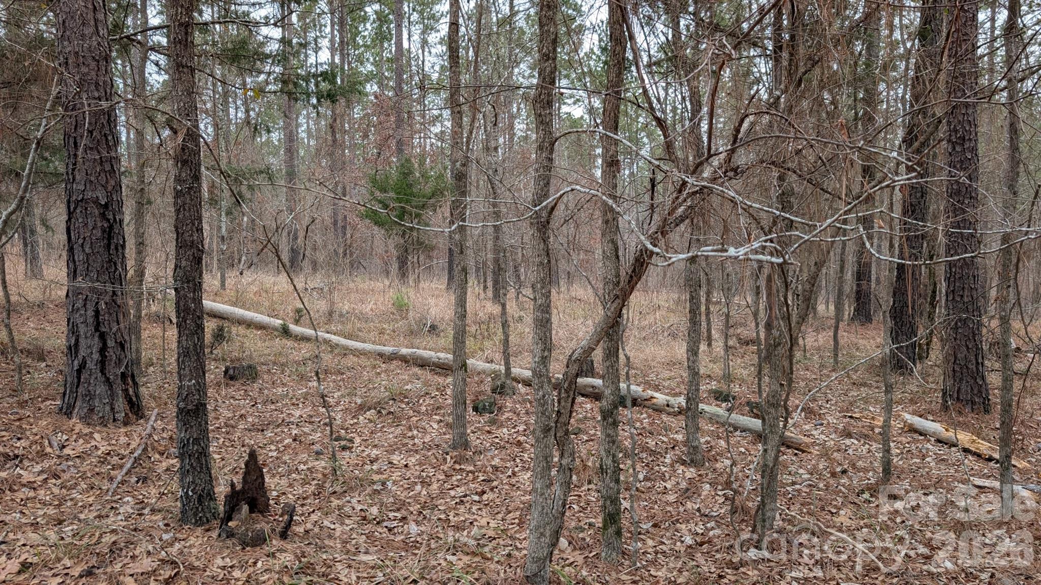 The Woods at Molly Creek - Land