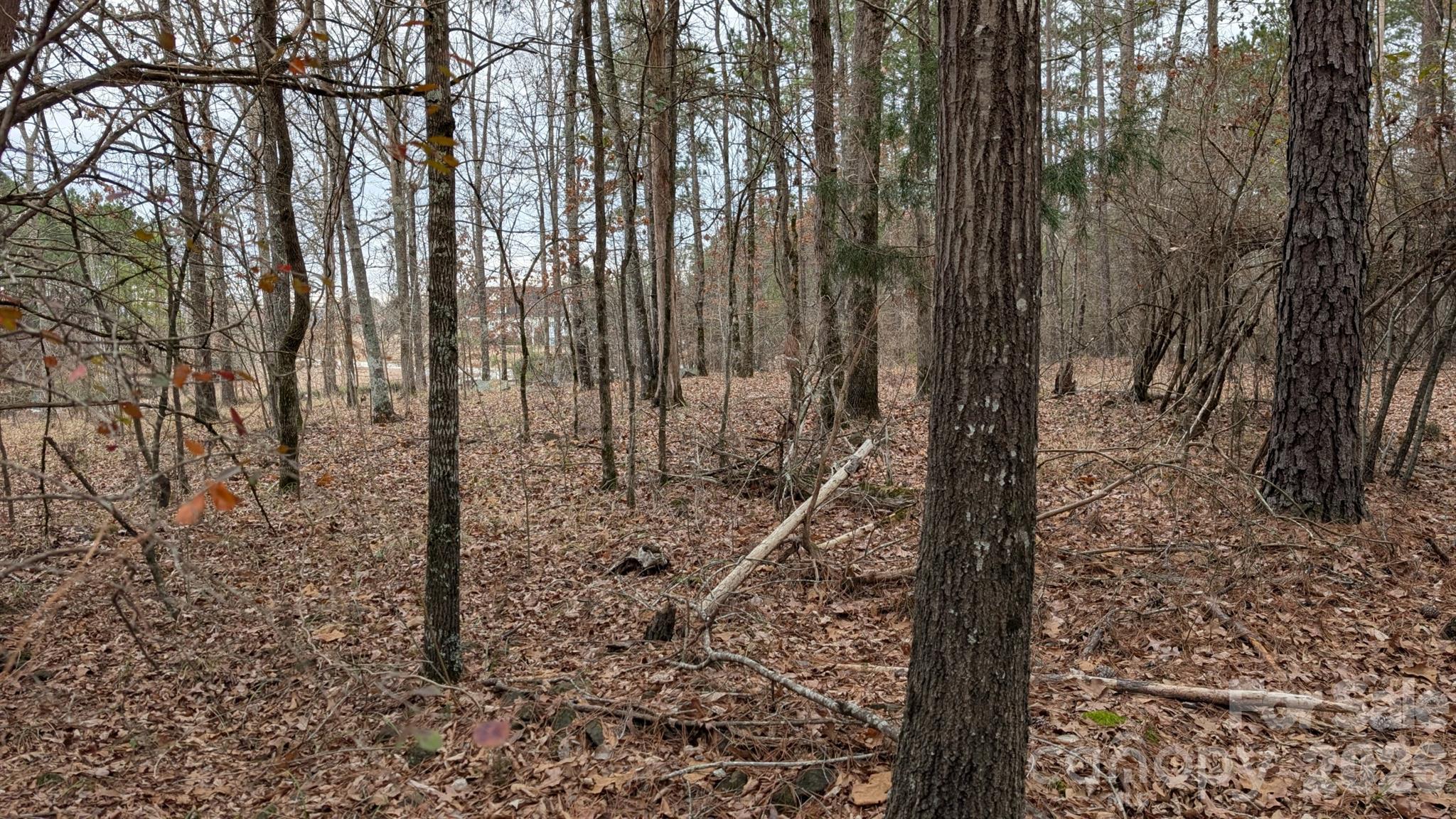 The Woods at Molly Creek - Land