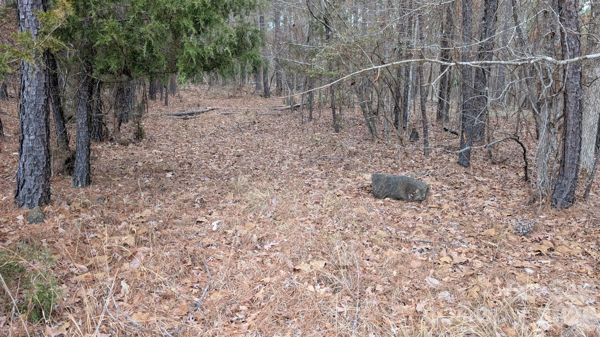 The Woods at Molly Creek - Land