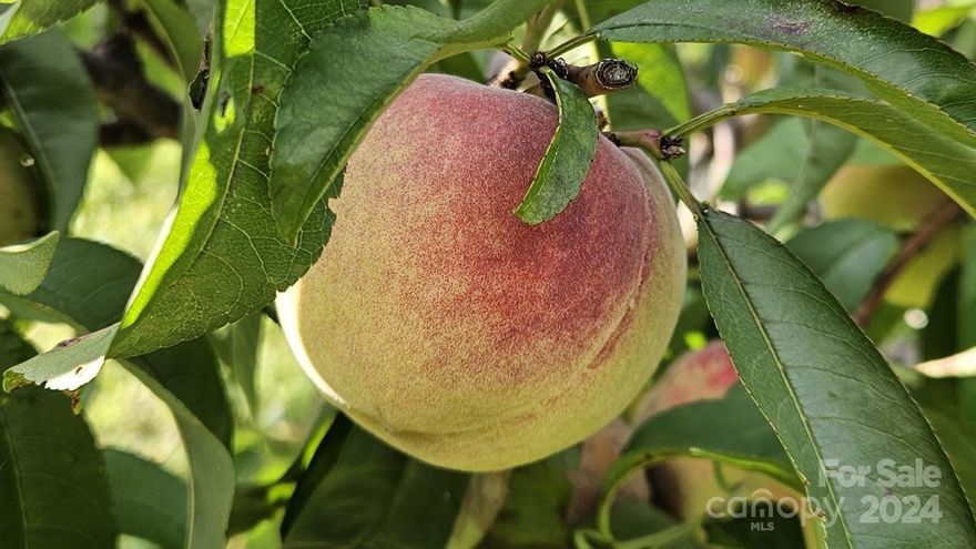 Discover a unique opportunity with this 27.34-acre peach and apple farm in the scenic Moravian Falls, NC. This property not only boasts a well-equipped pack house, a charming barn, and a cozy farmhouse but also features breathtaking mountain views that set the perfect backdrop for rural living. Adding to its value, the farm includes a lucrative cell tower lease, offering a steady income stream. Whether you're looking to cultivate a successful agricultural business or seek a peaceful country retreat, this farm combines beauty, functionality, and investment potential in the picturesque foothills of North Carolina. Please call listing agent for addition details.