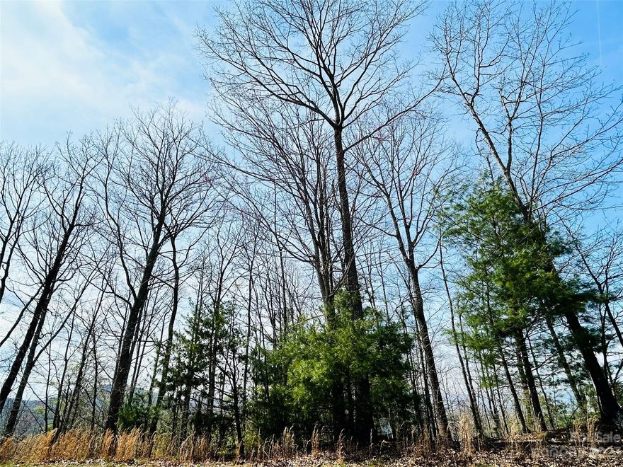 Vacant wooded lot in Crest Mountain