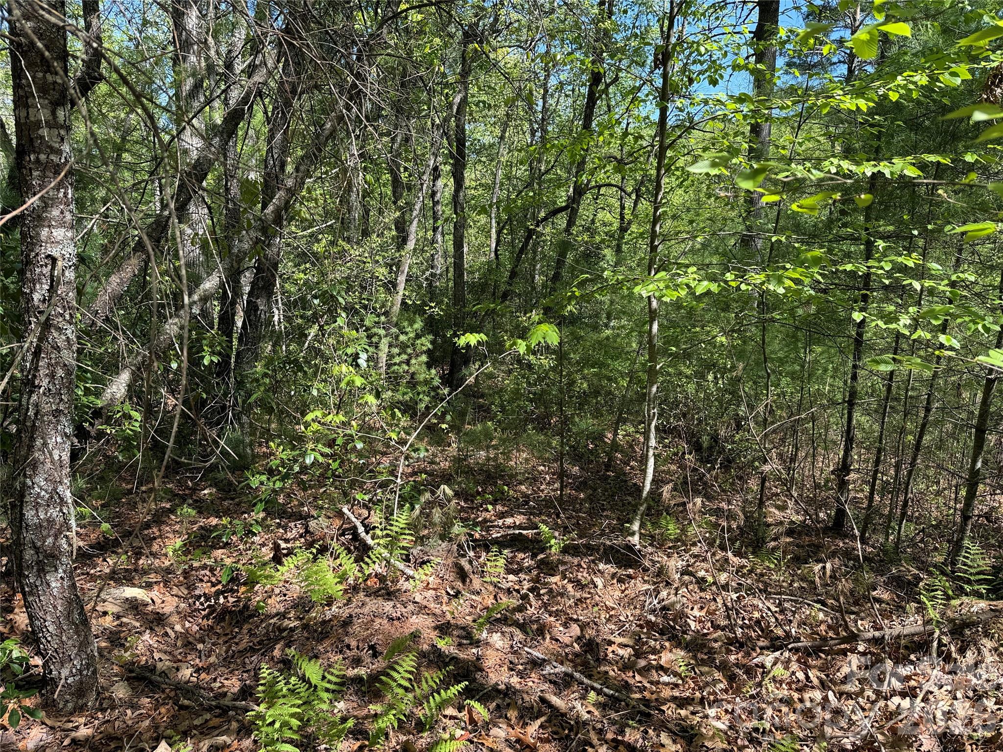 Buck Mountain - Land