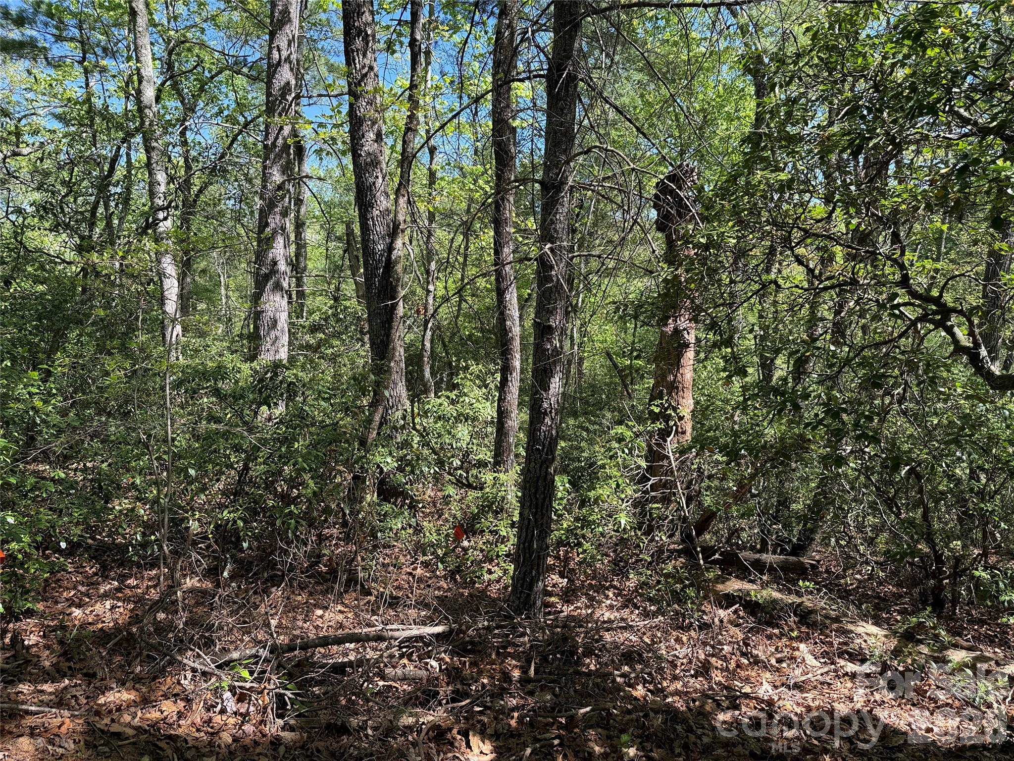 Buck Mountain - Land