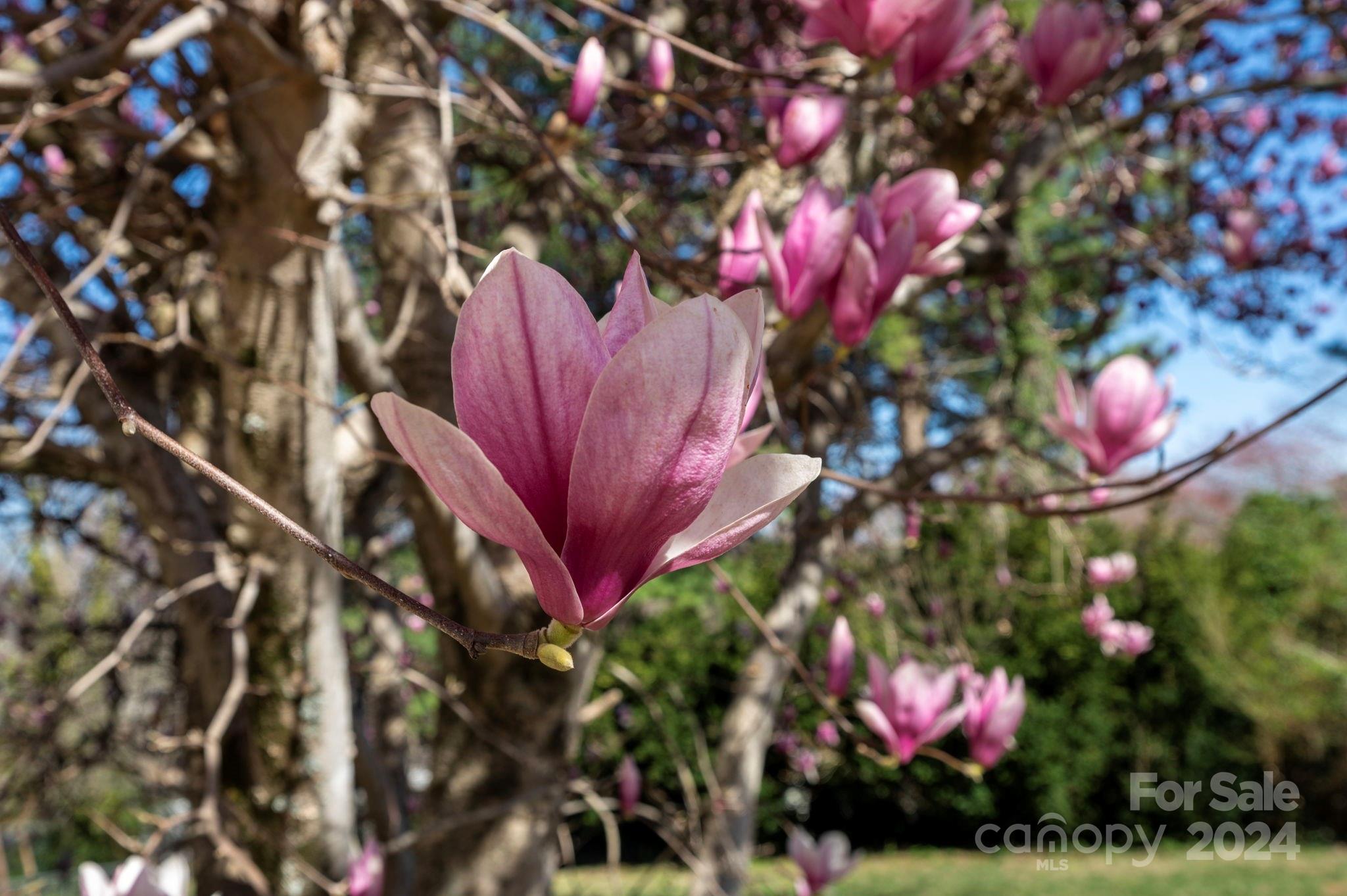 Stradley Mountain Park - Residential