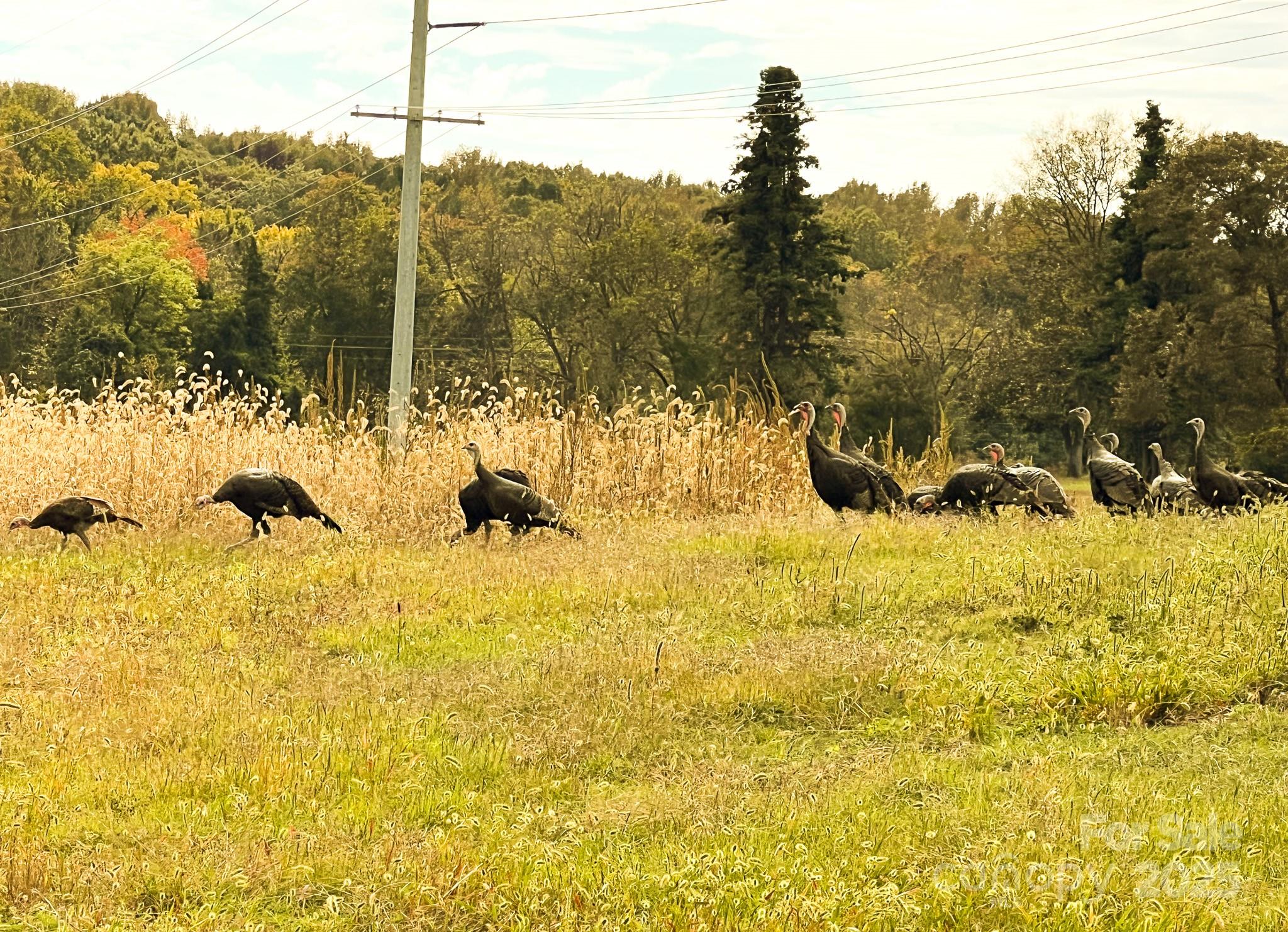 24990 Birdhouse Lane 4