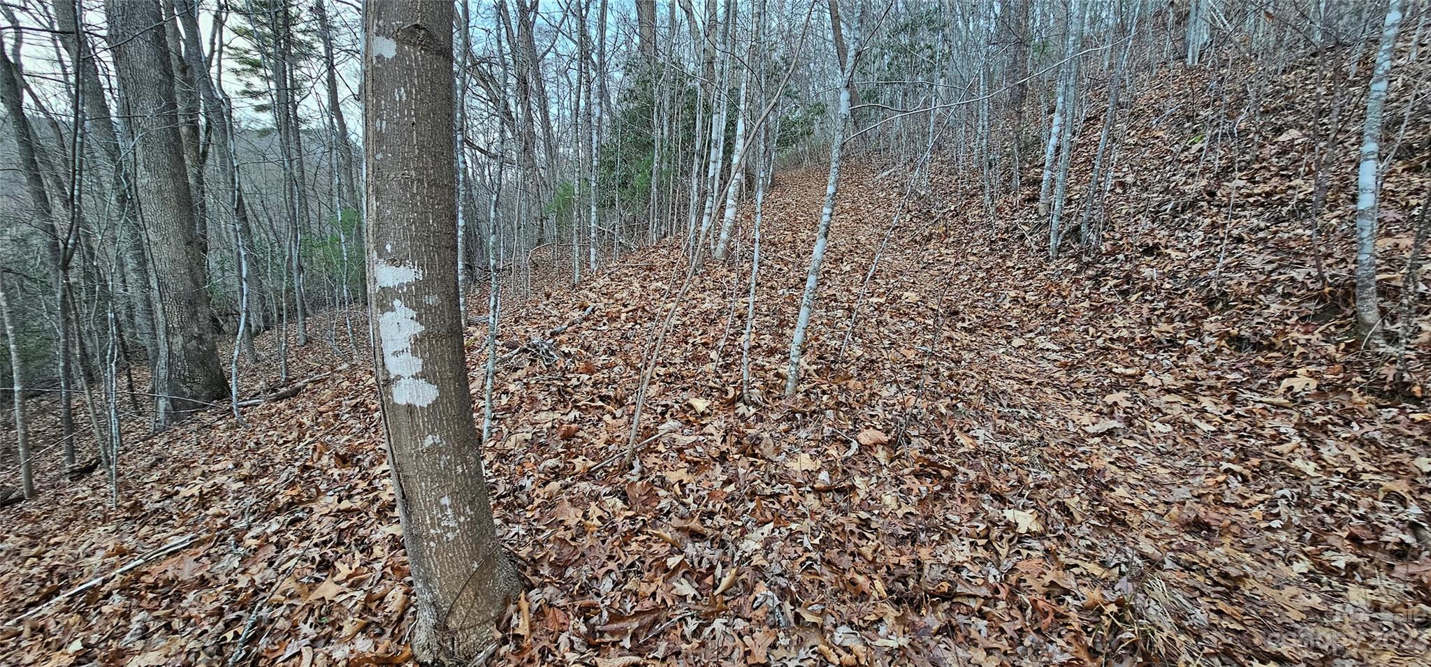 Seay Mountain - Land