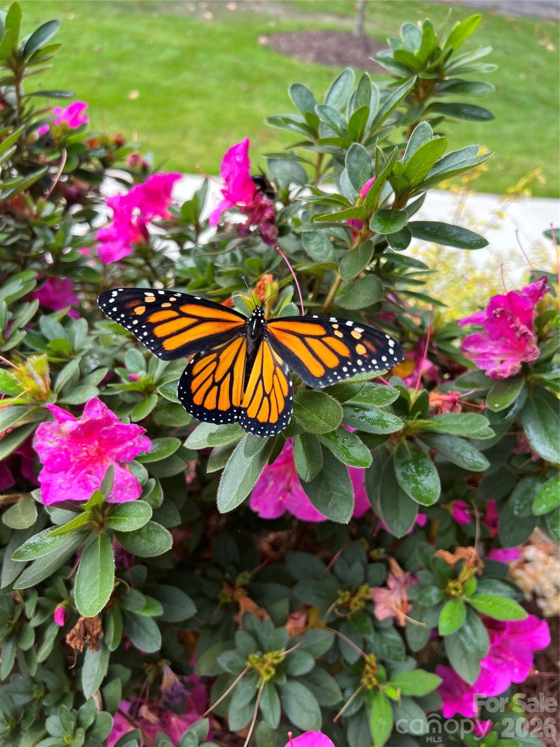 Westerly Hills - Residential