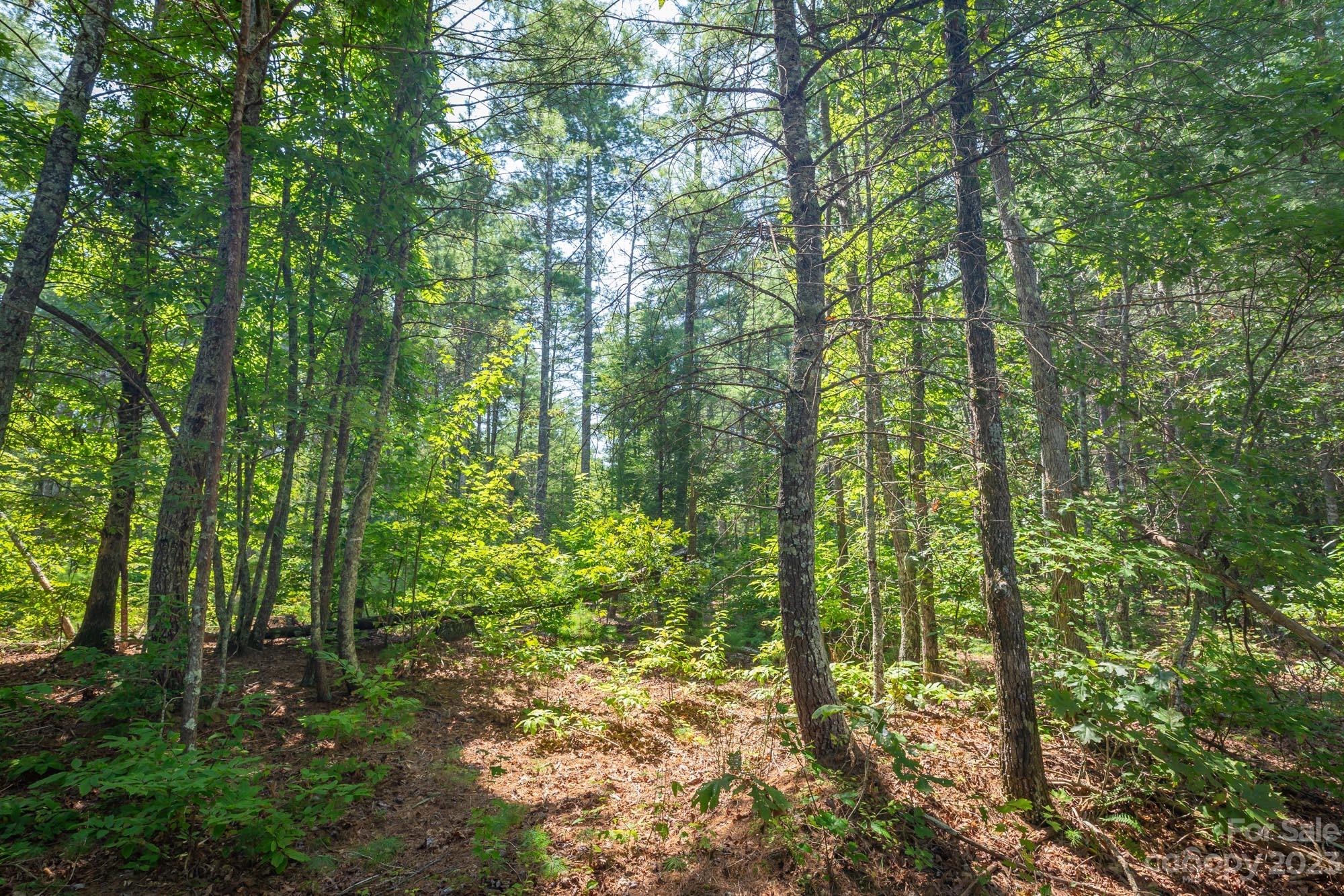 Hawksbill at Lake James - Land