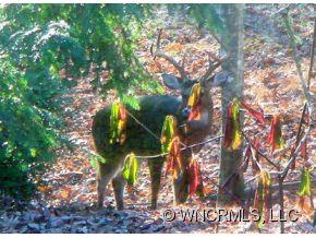 Sherwood Forest - Land