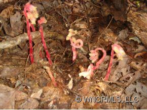 Sherwood Forest - Land