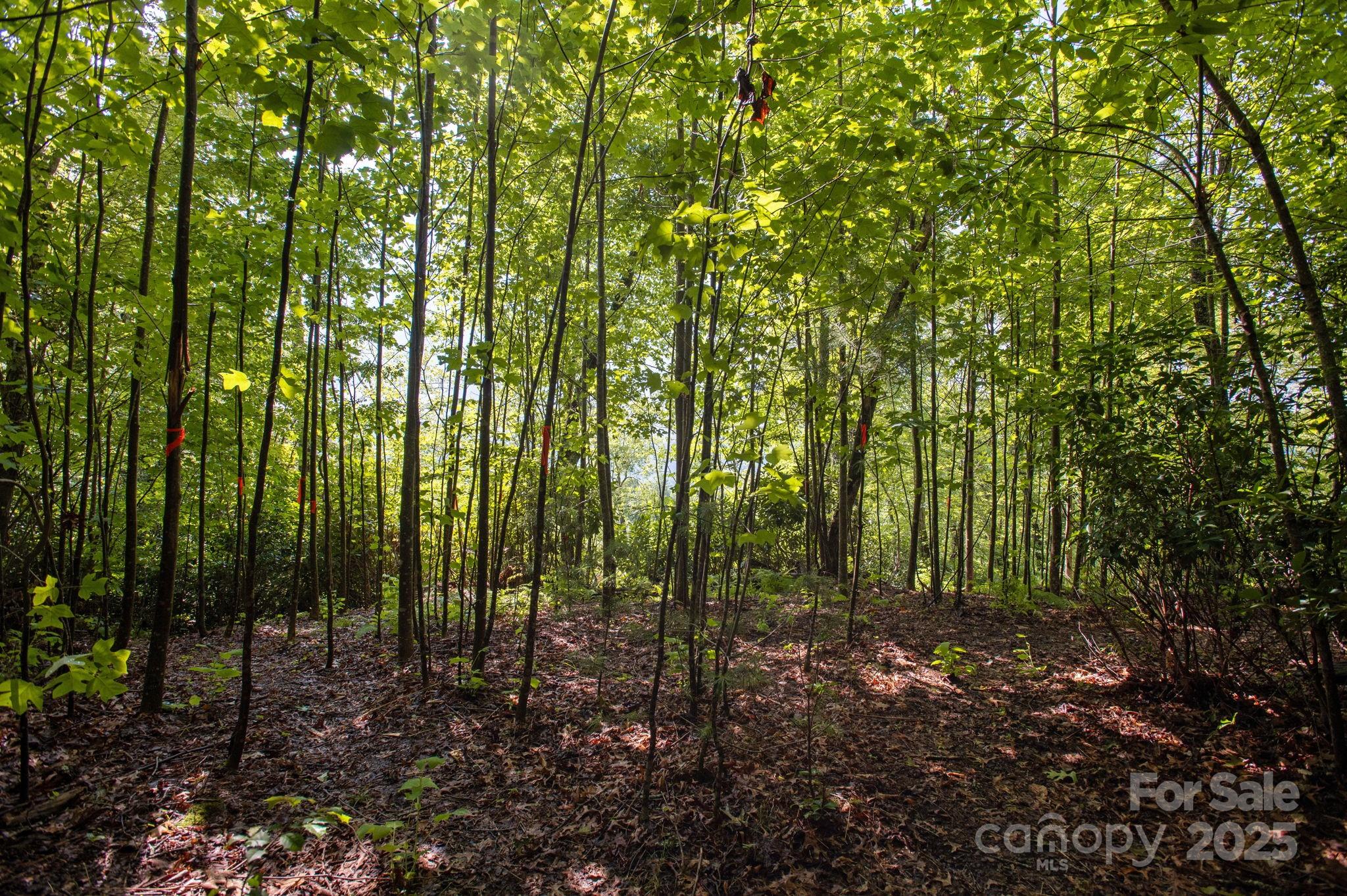 Masterpiece Ridge - Land