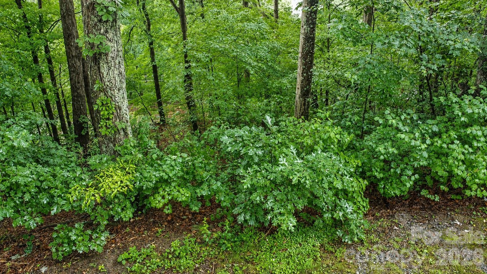 #46 Hemlock Trail