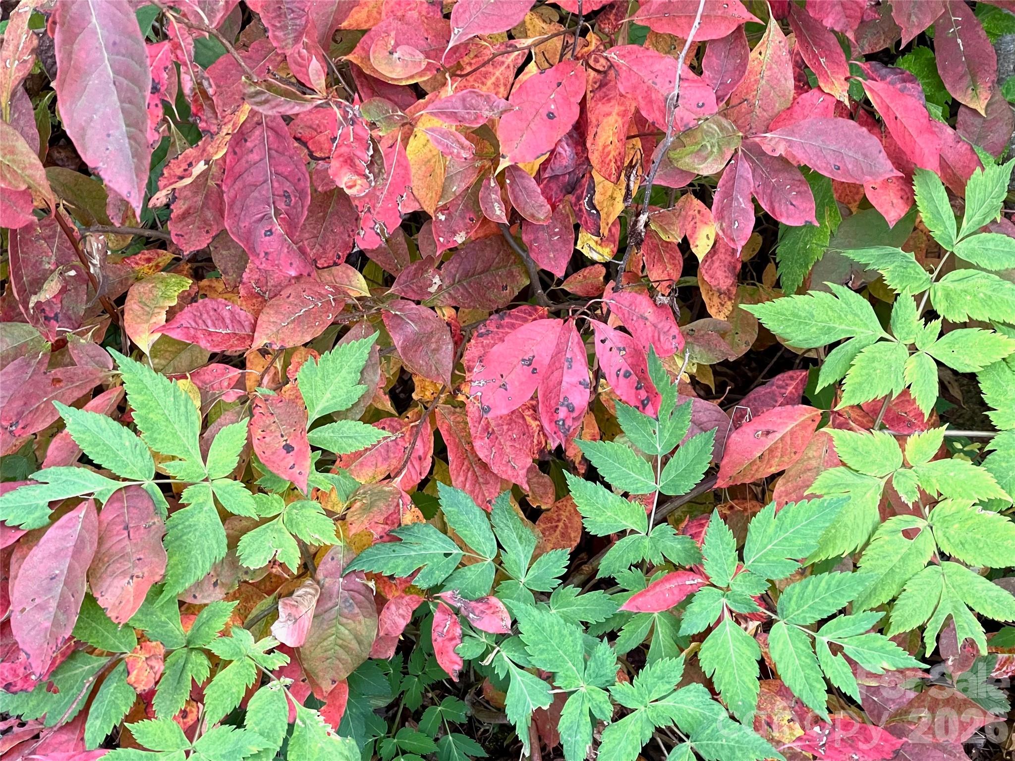 Blue Ridge Vistas - Residential