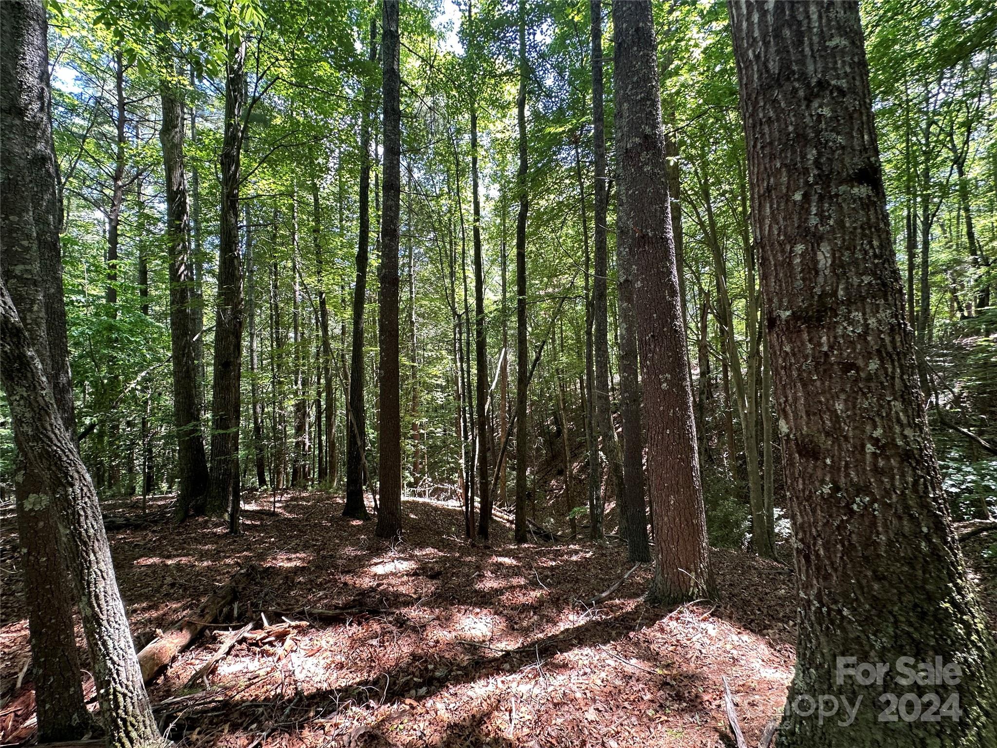 Old Wildlife Club - Land