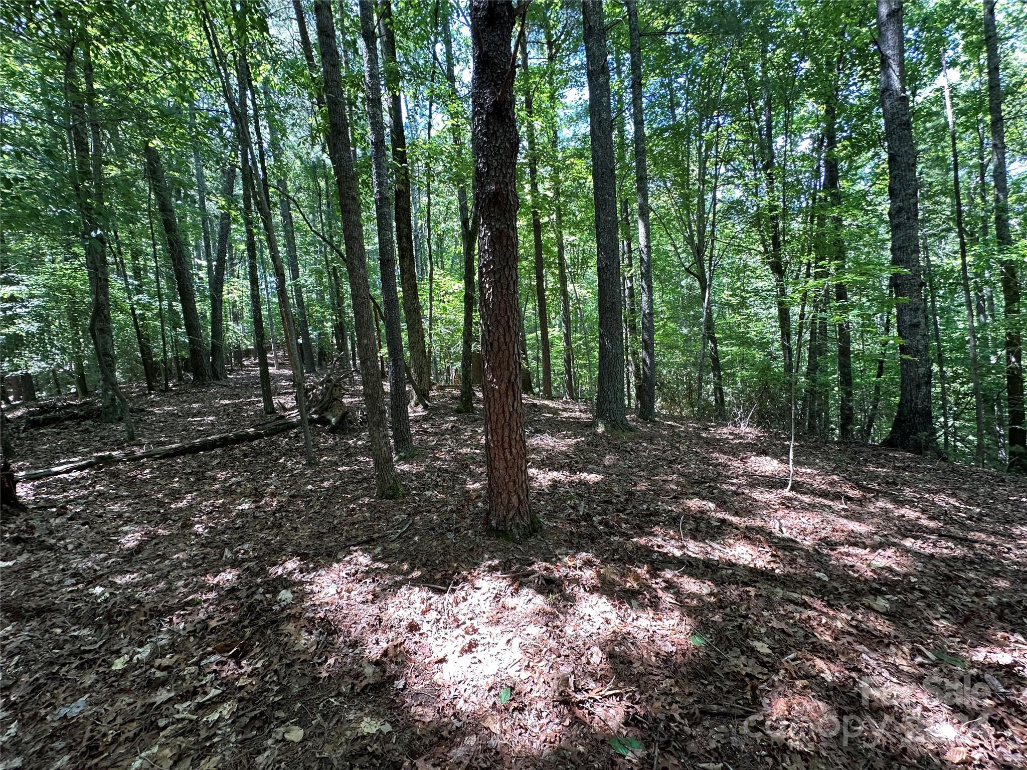 Old Wildlife Club - Land