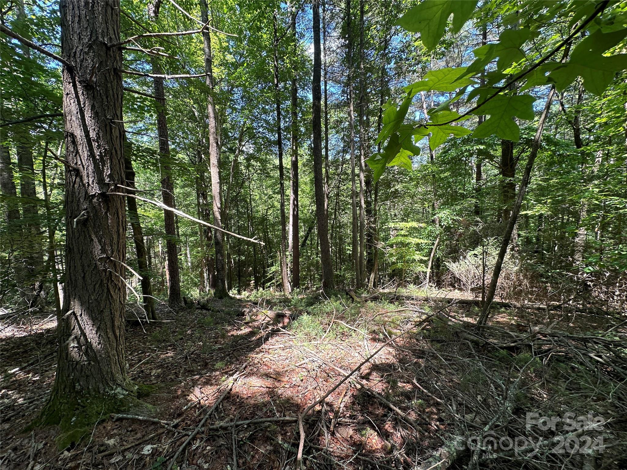 Old Wildlife Club - Land