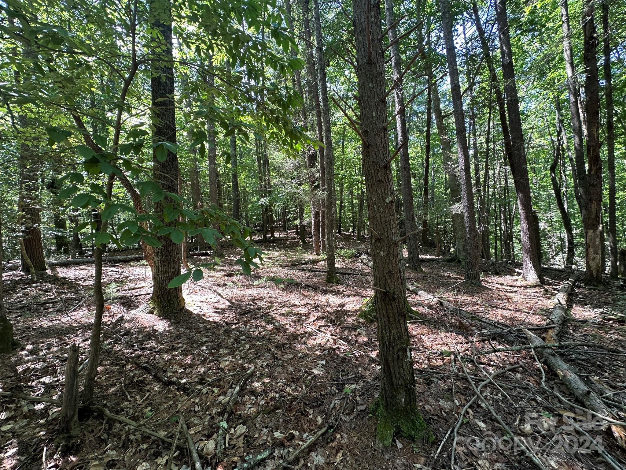 Old Wildlife Club - Land