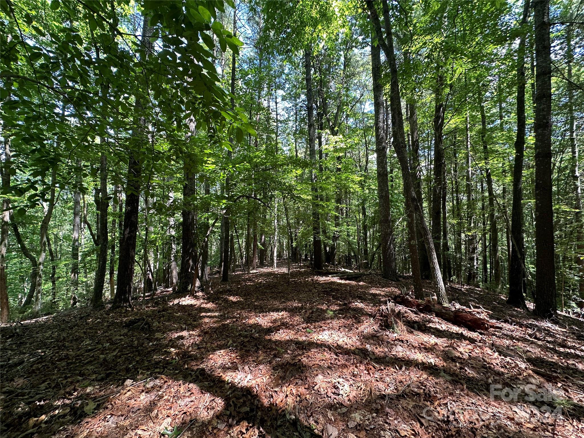 Old Wildlife Club - Land