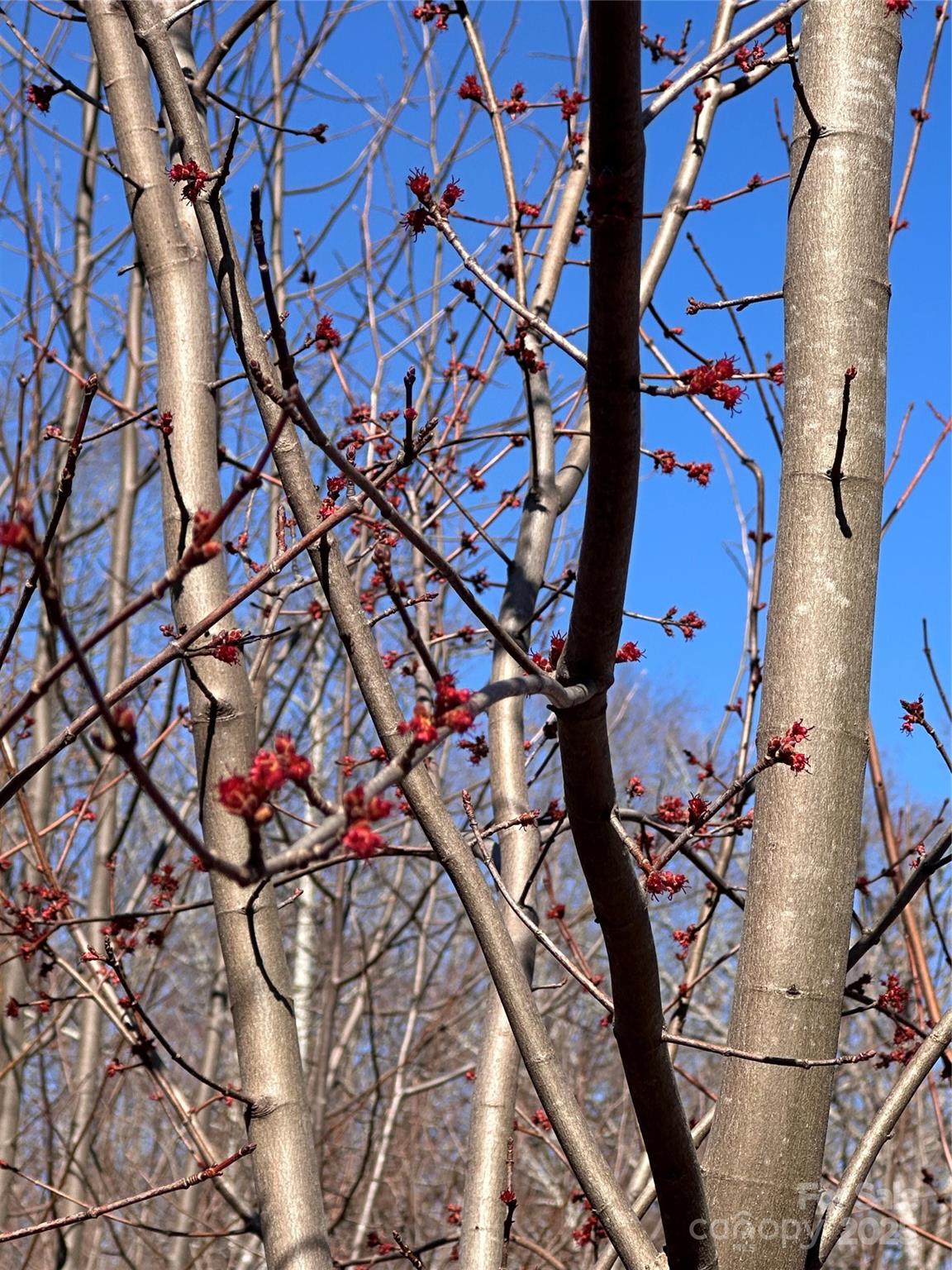 Grey Rock at Lake Lure - Land