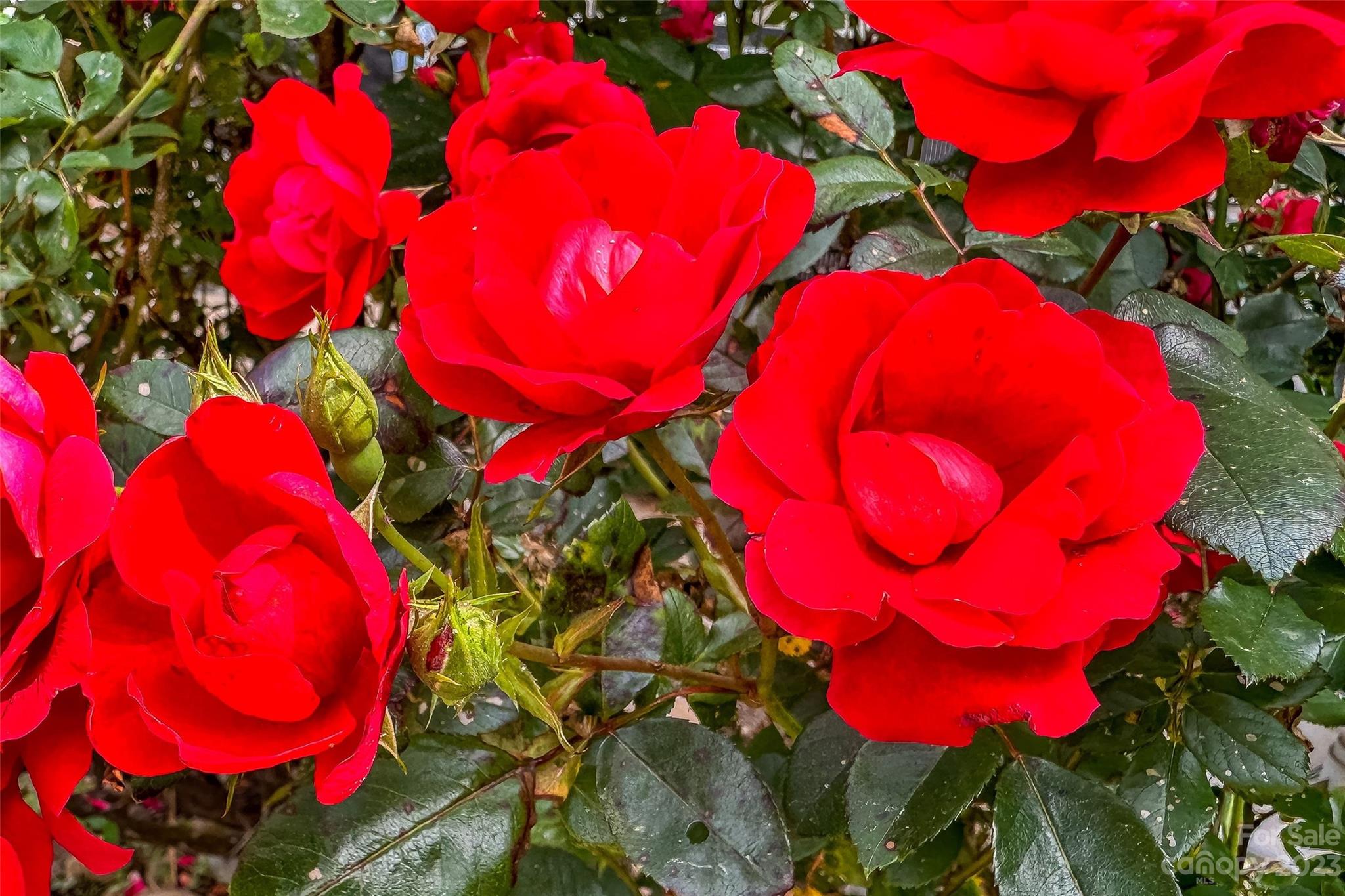 Windsor Forest - Residential