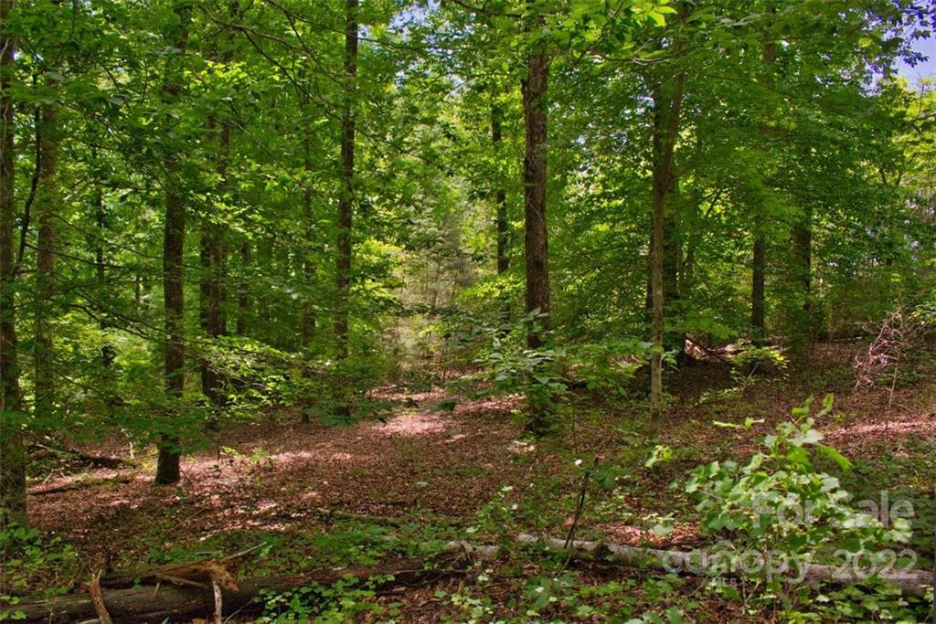 Clearwater Creek - Land