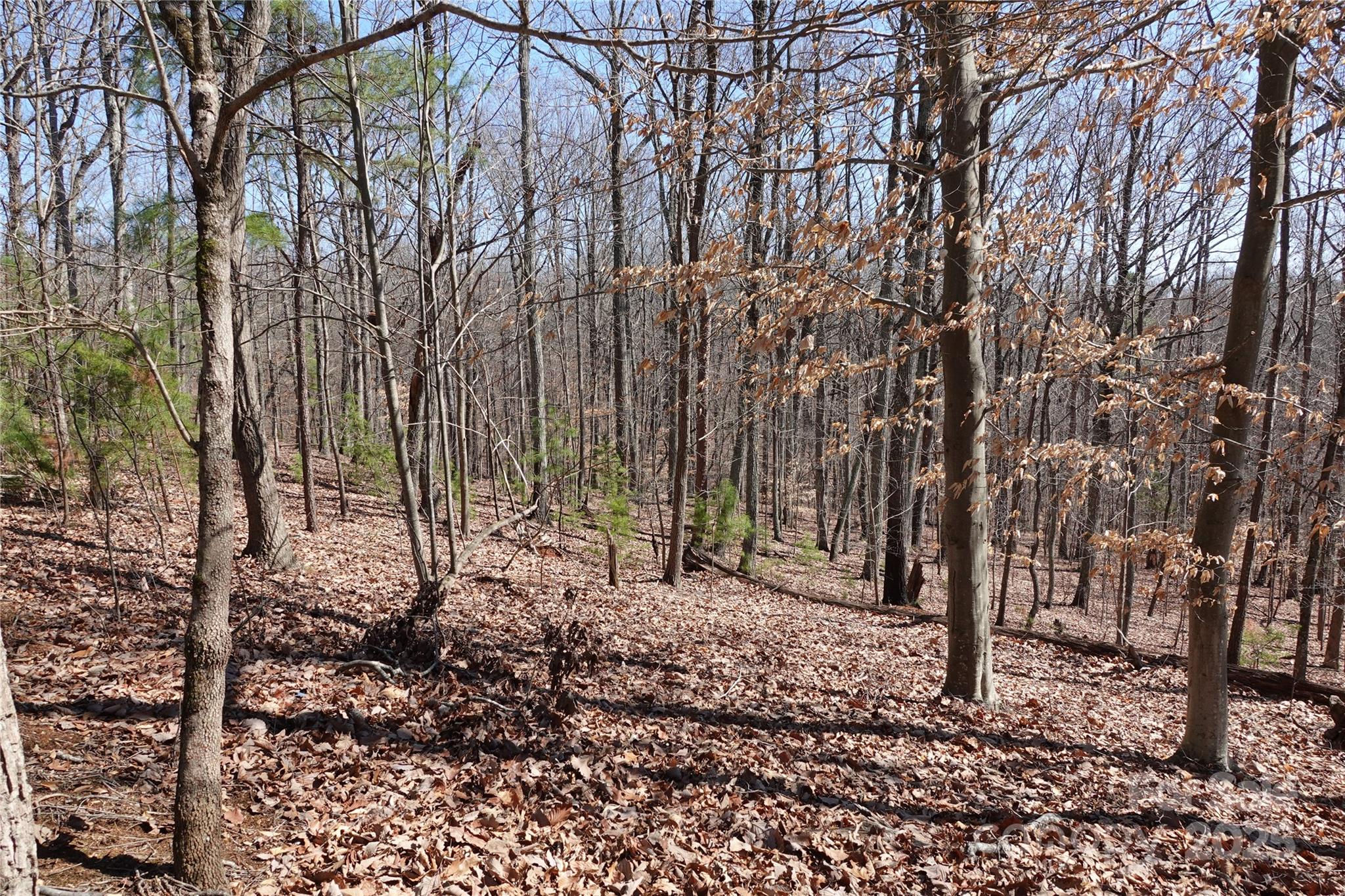 14427 Roe Buck Meadow Lane