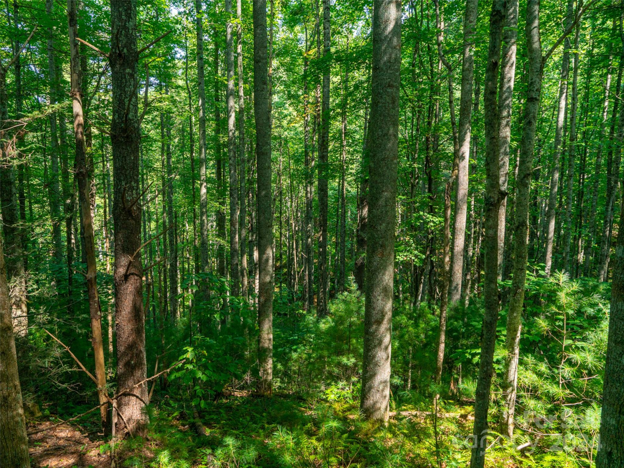 Meadow Fork Ranch - Land