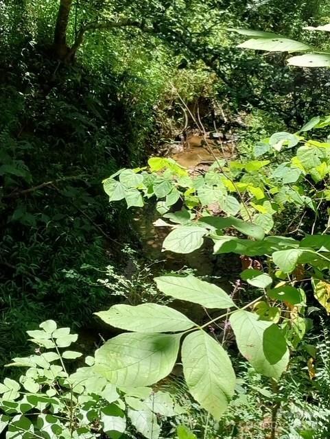 Lake Rhodhiss Estates - Land