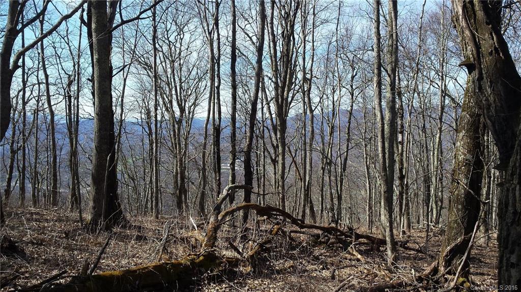 Fairview Forest - Land