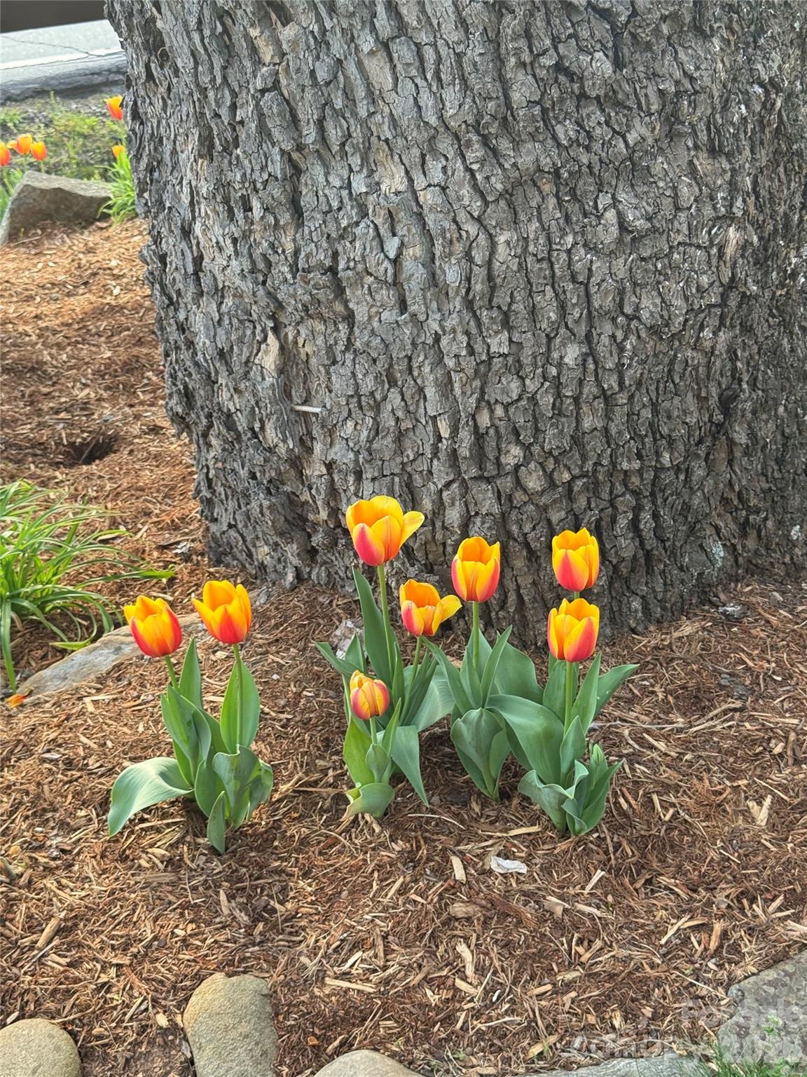 Buffalo Mountain - Land