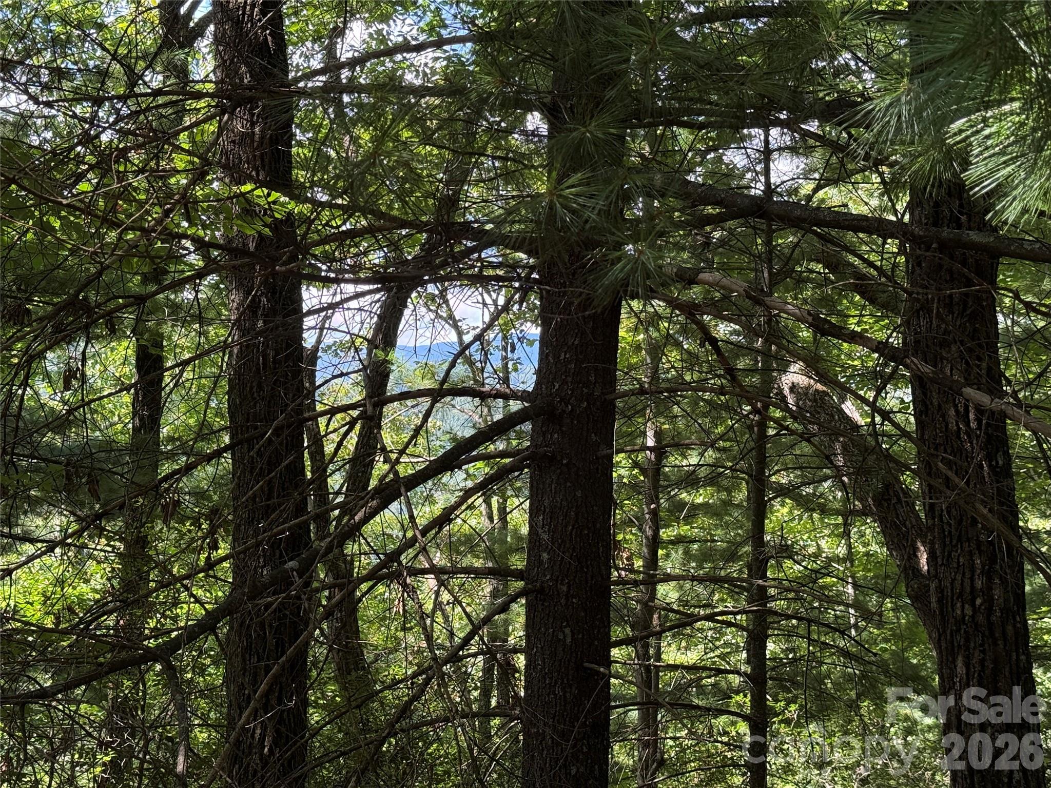 Buck Mountain - Land