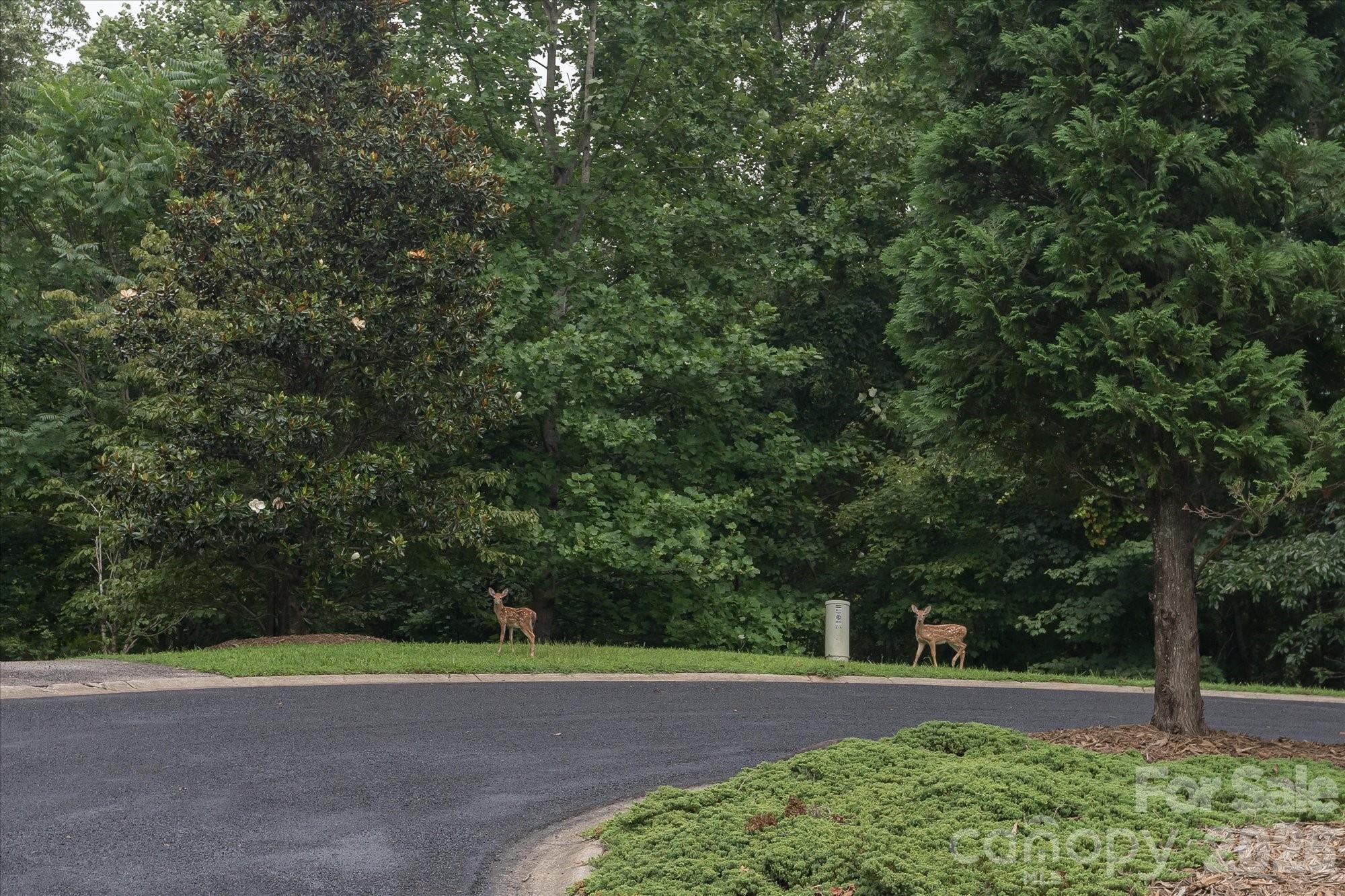 Mountain Park at Lake Adger - Land