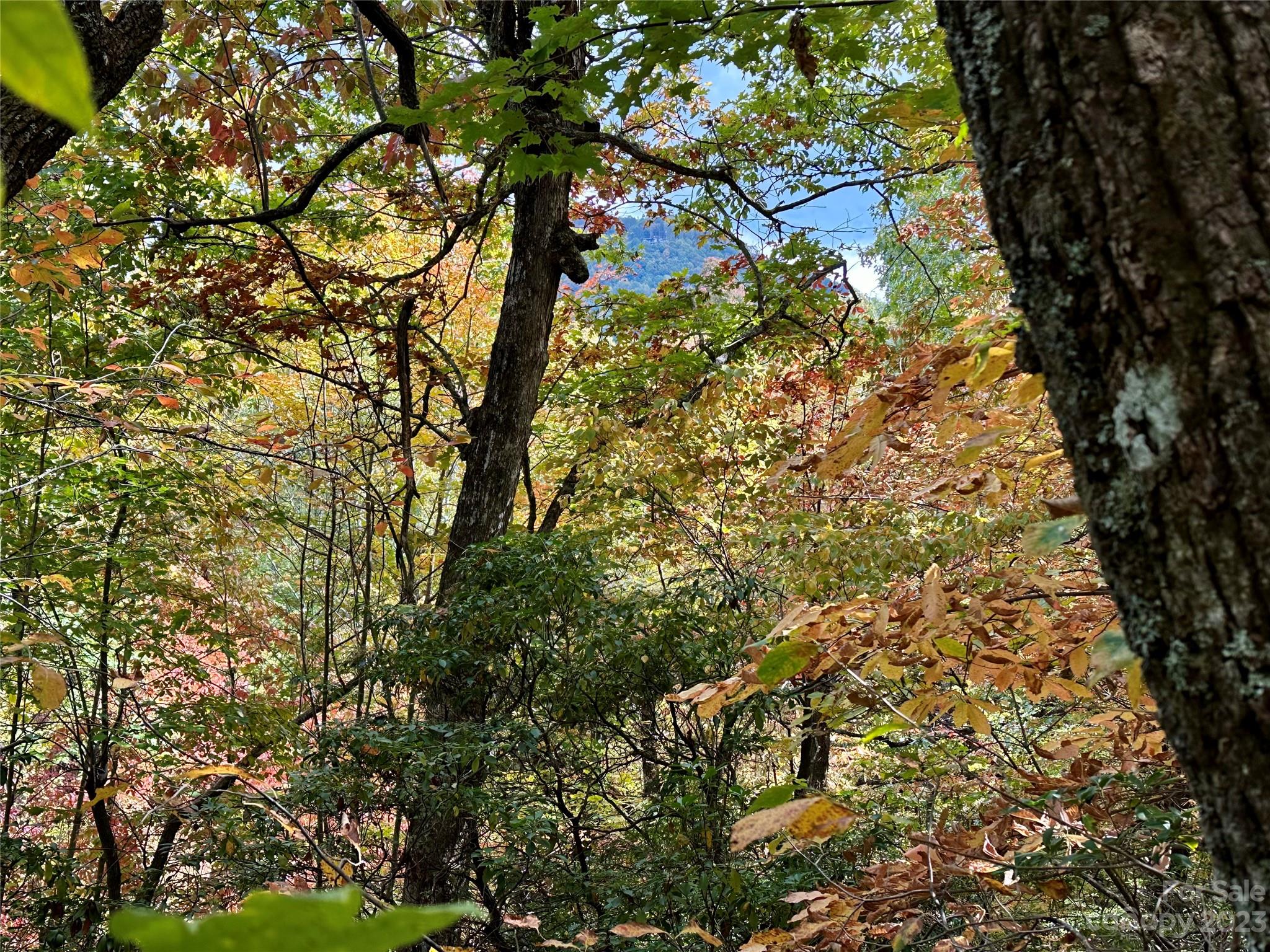 Laurel Mountain Preserve - Land