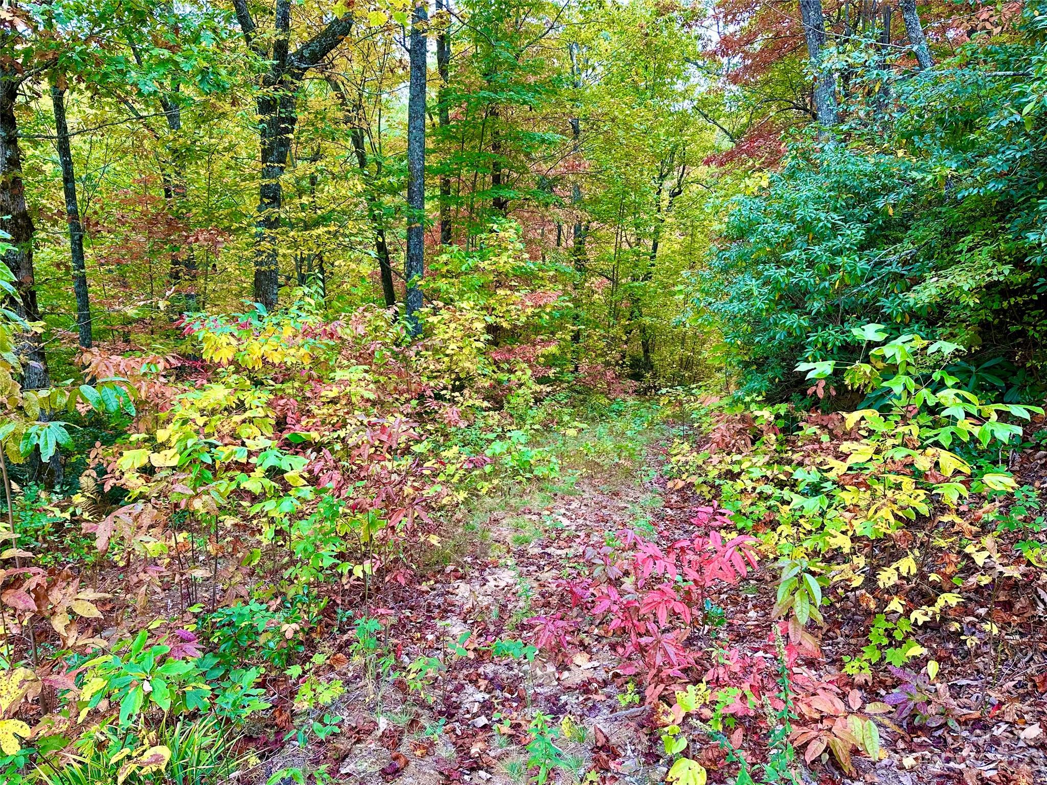 Laurel Mountain Preserve - Land
