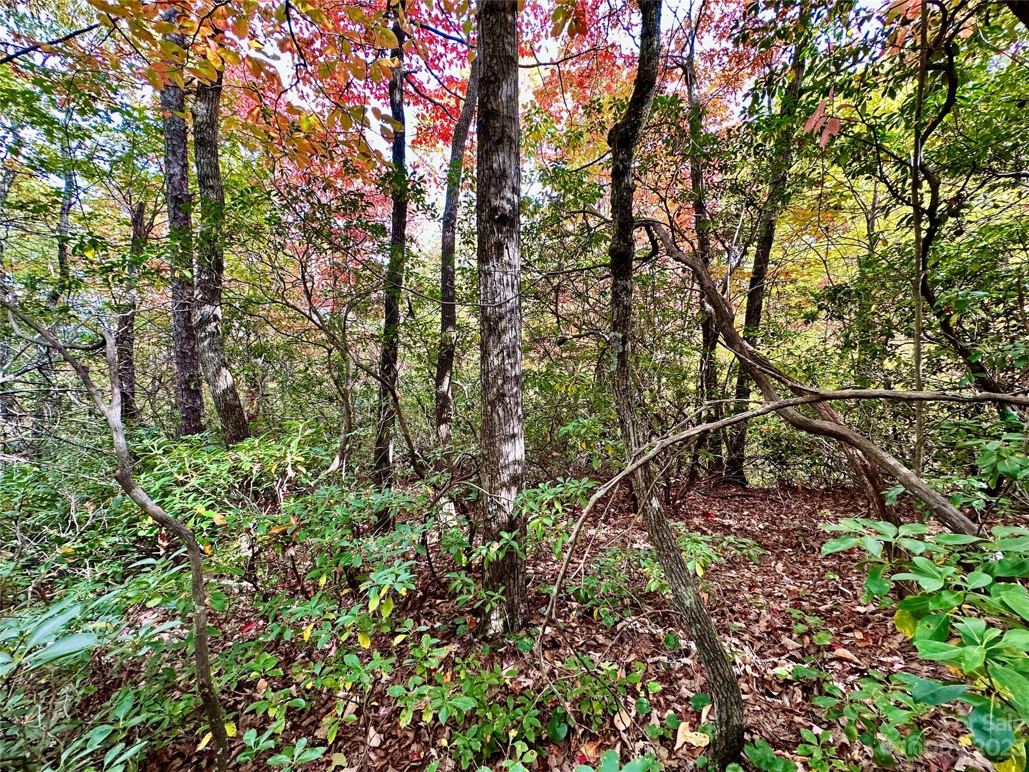 Laurel Mountain Preserve - Land