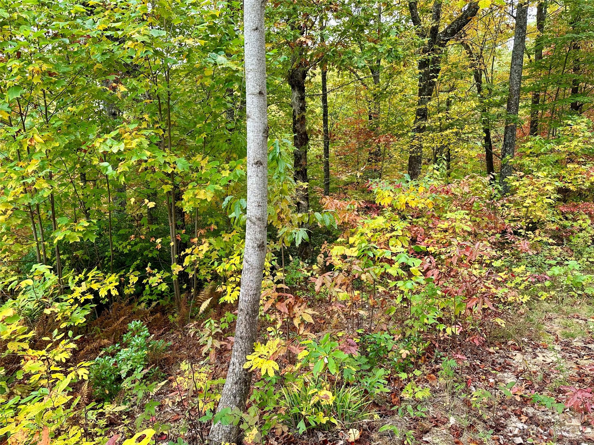 Laurel Mountain Preserve - Land
