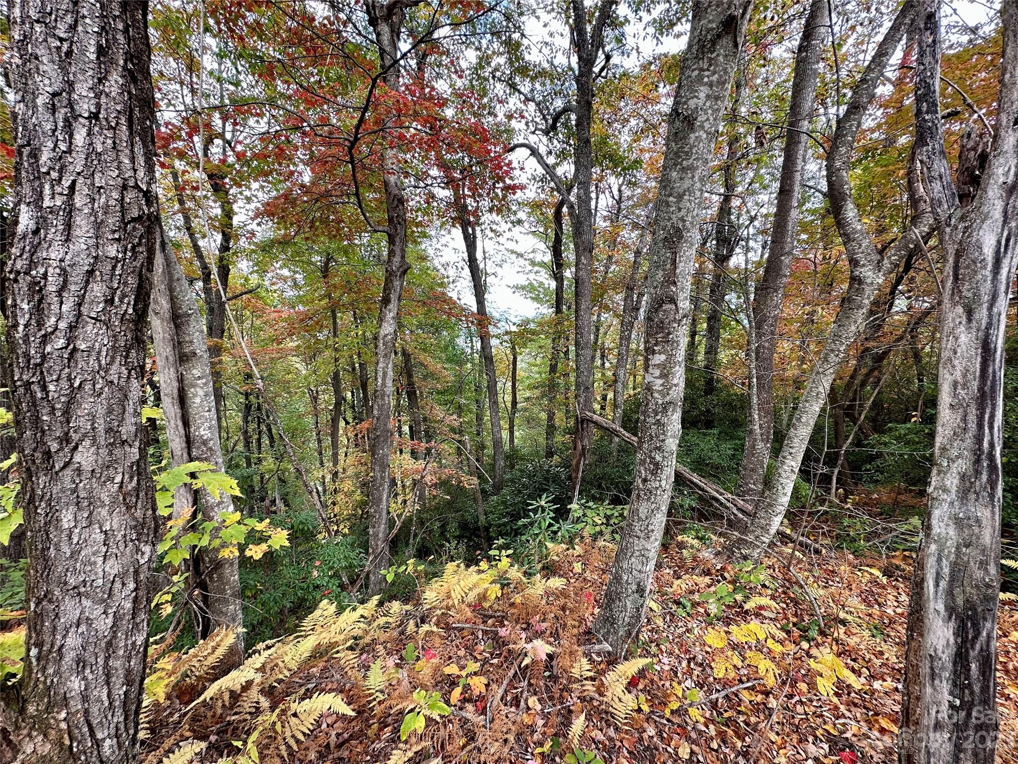 Laurel Mountain Preserve - Land
