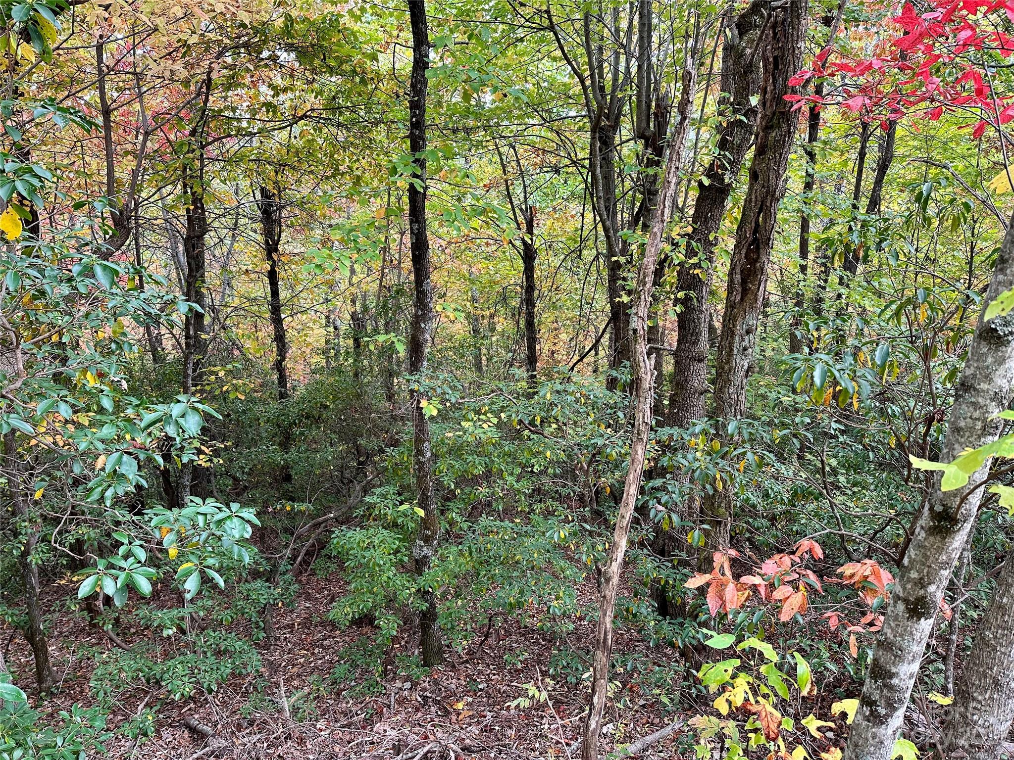 Laurel Mountain Preserve - Land