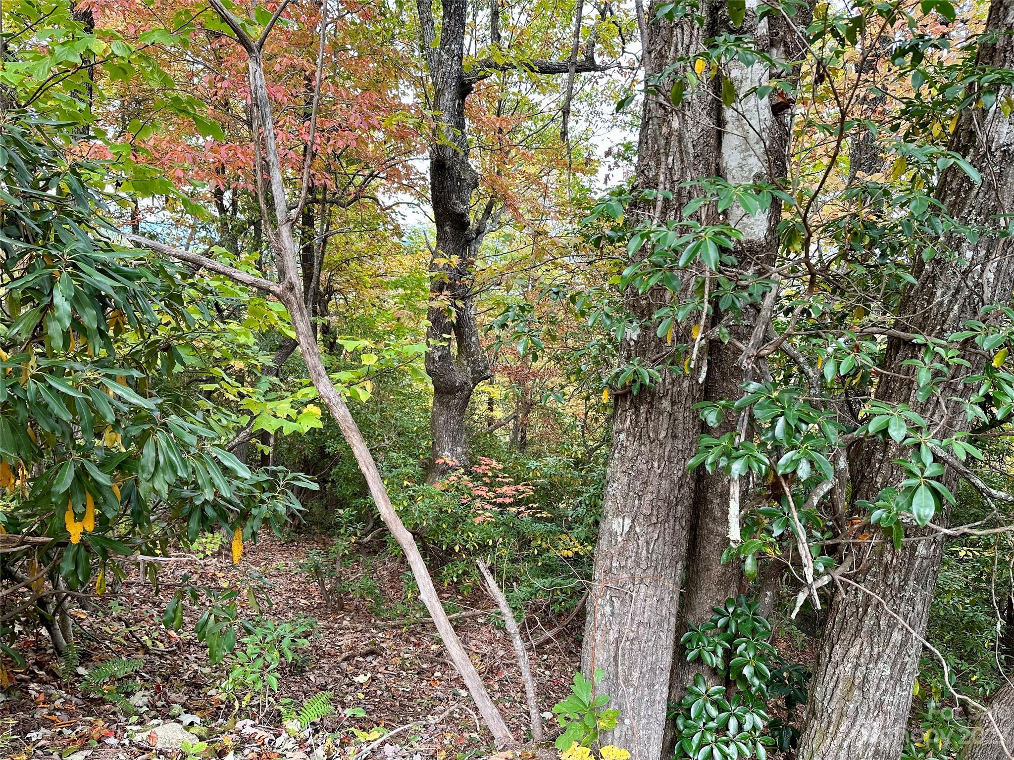 Laurel Mountain Preserve - Land