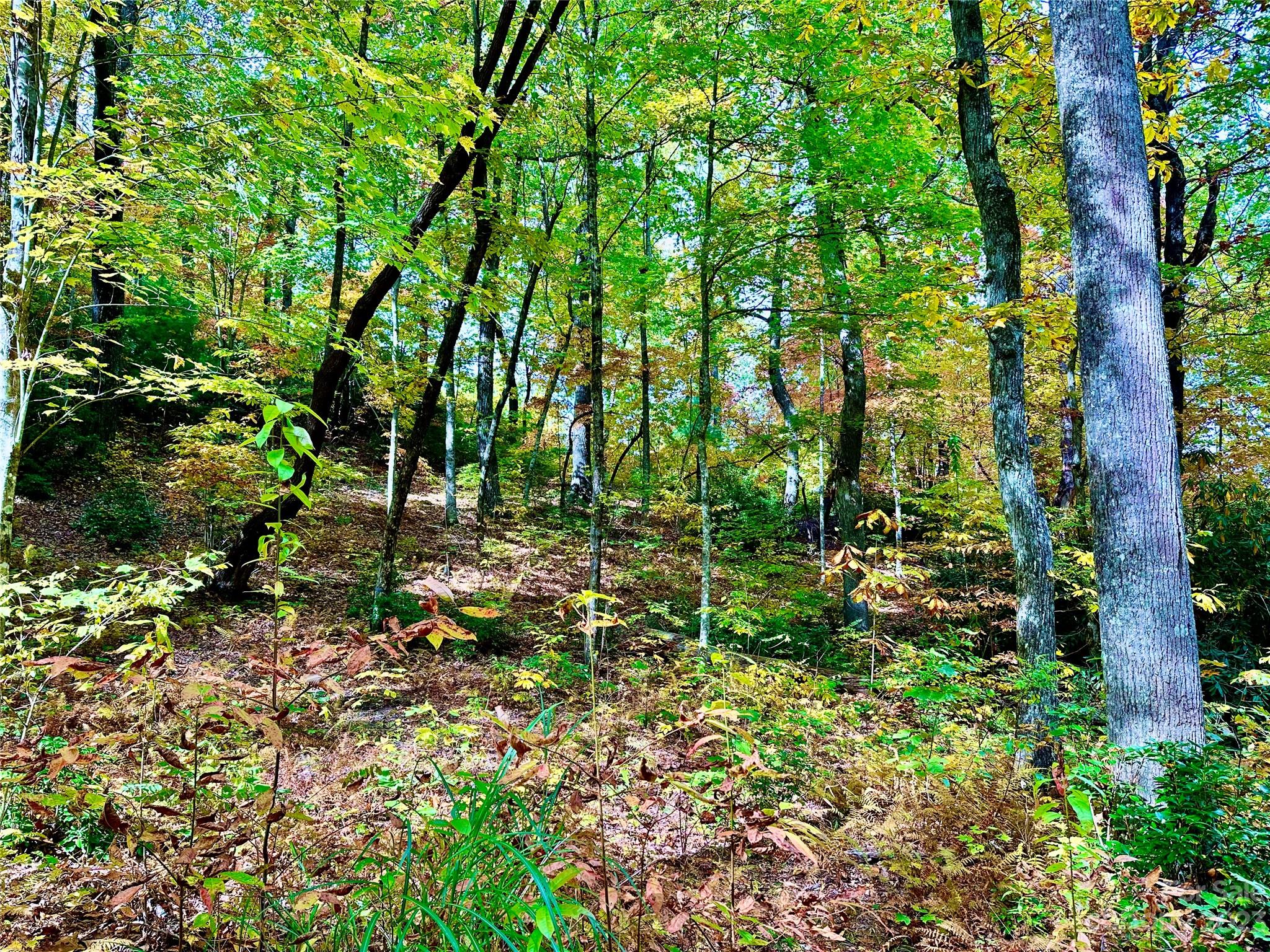 Laurel Mountain Preserve - Land