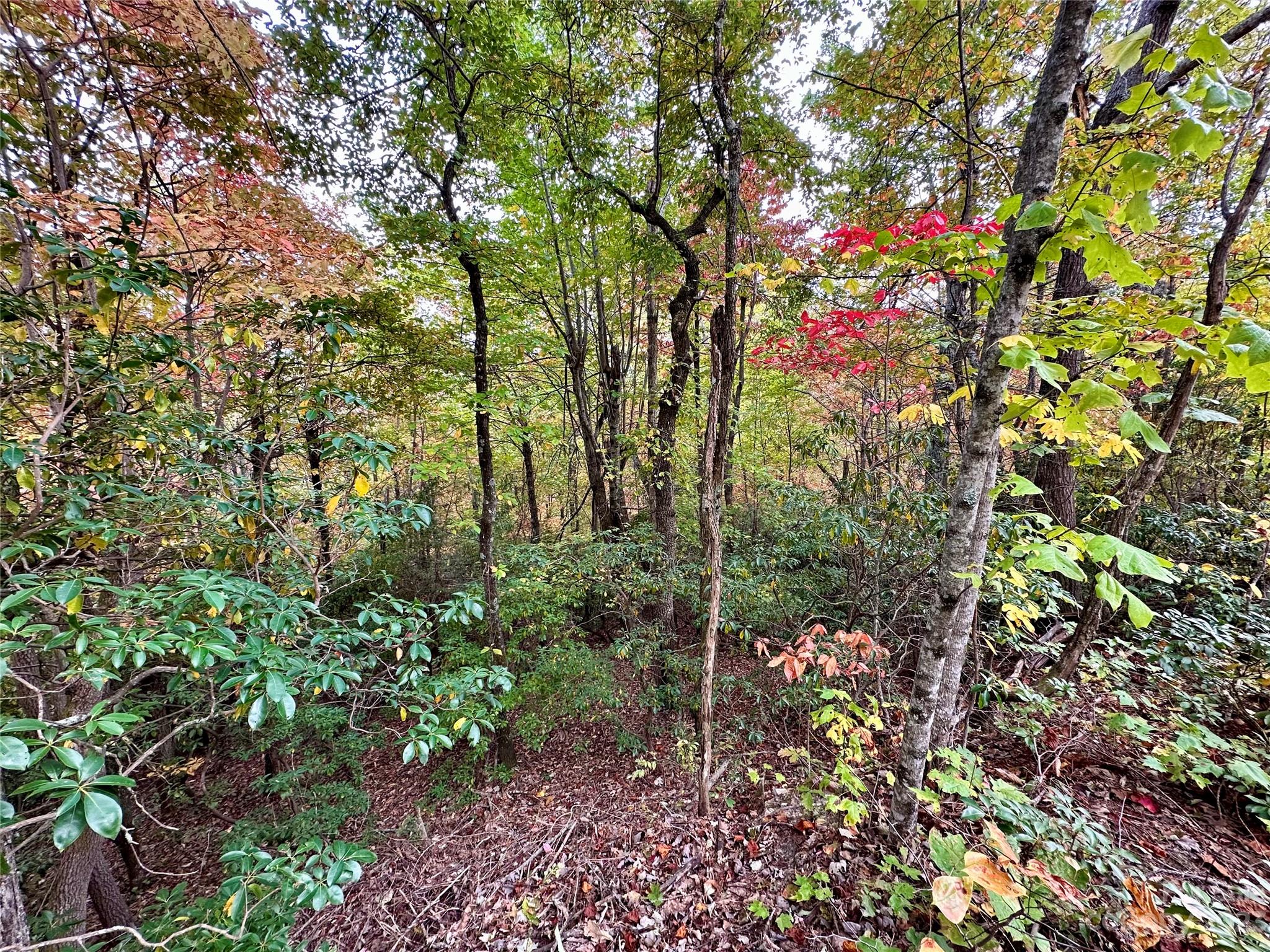 Laurel Mountain Preserve - Land