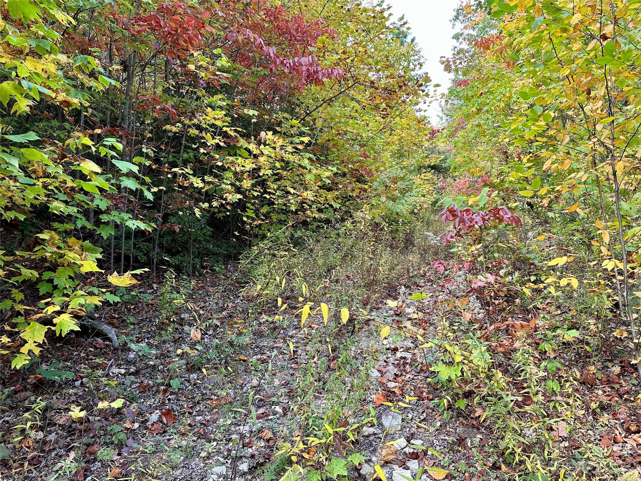 Laurel Mountain Preserve - Land